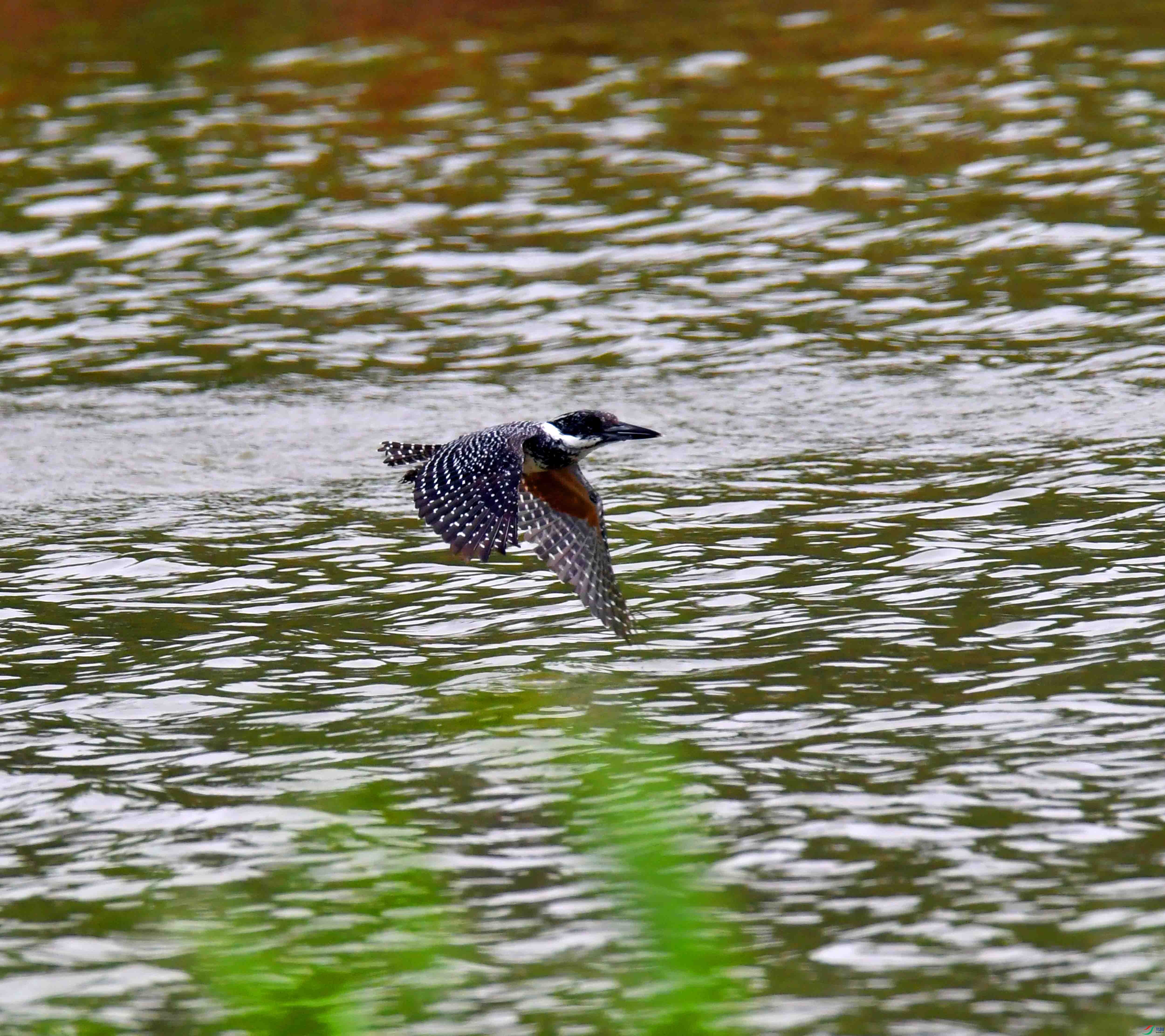 DSC_0357.JPG