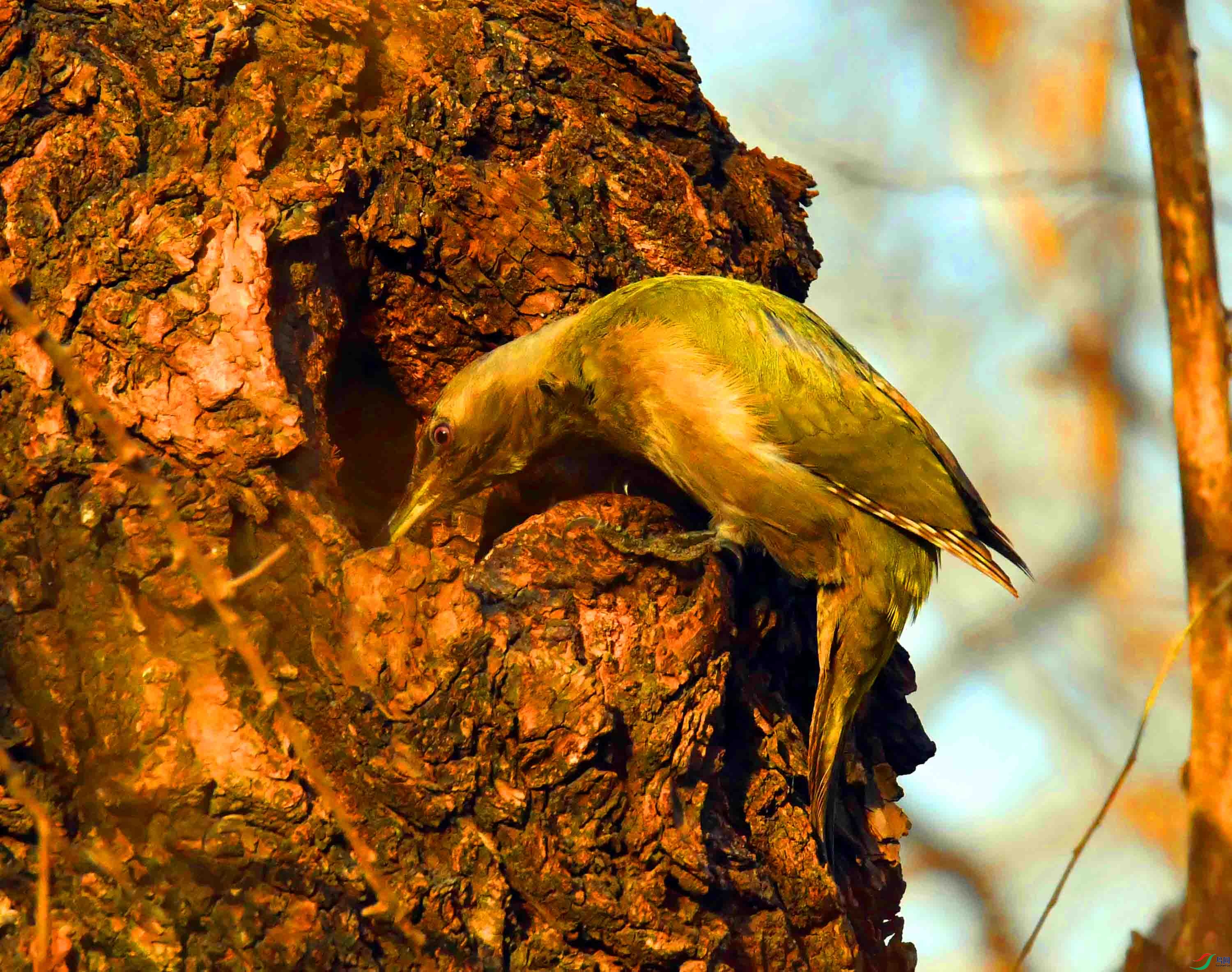 DSC_2333.JPG