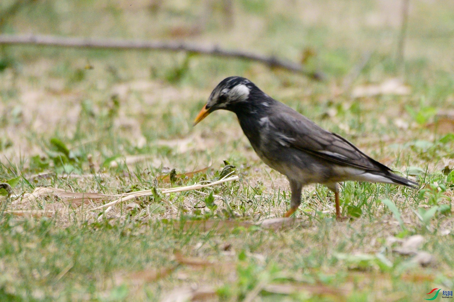 DSC_0619.JPG