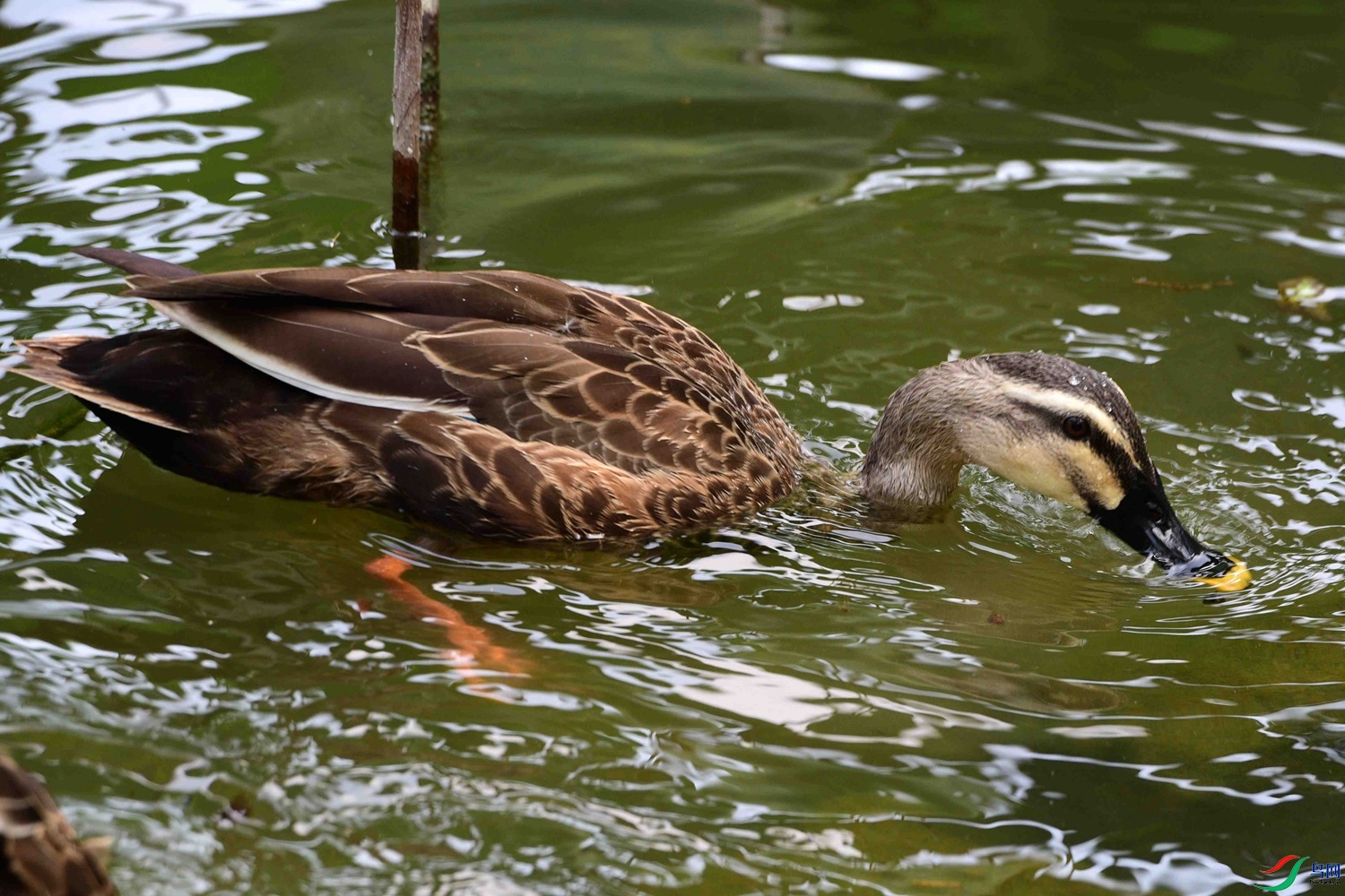 DSC_5934.JPG