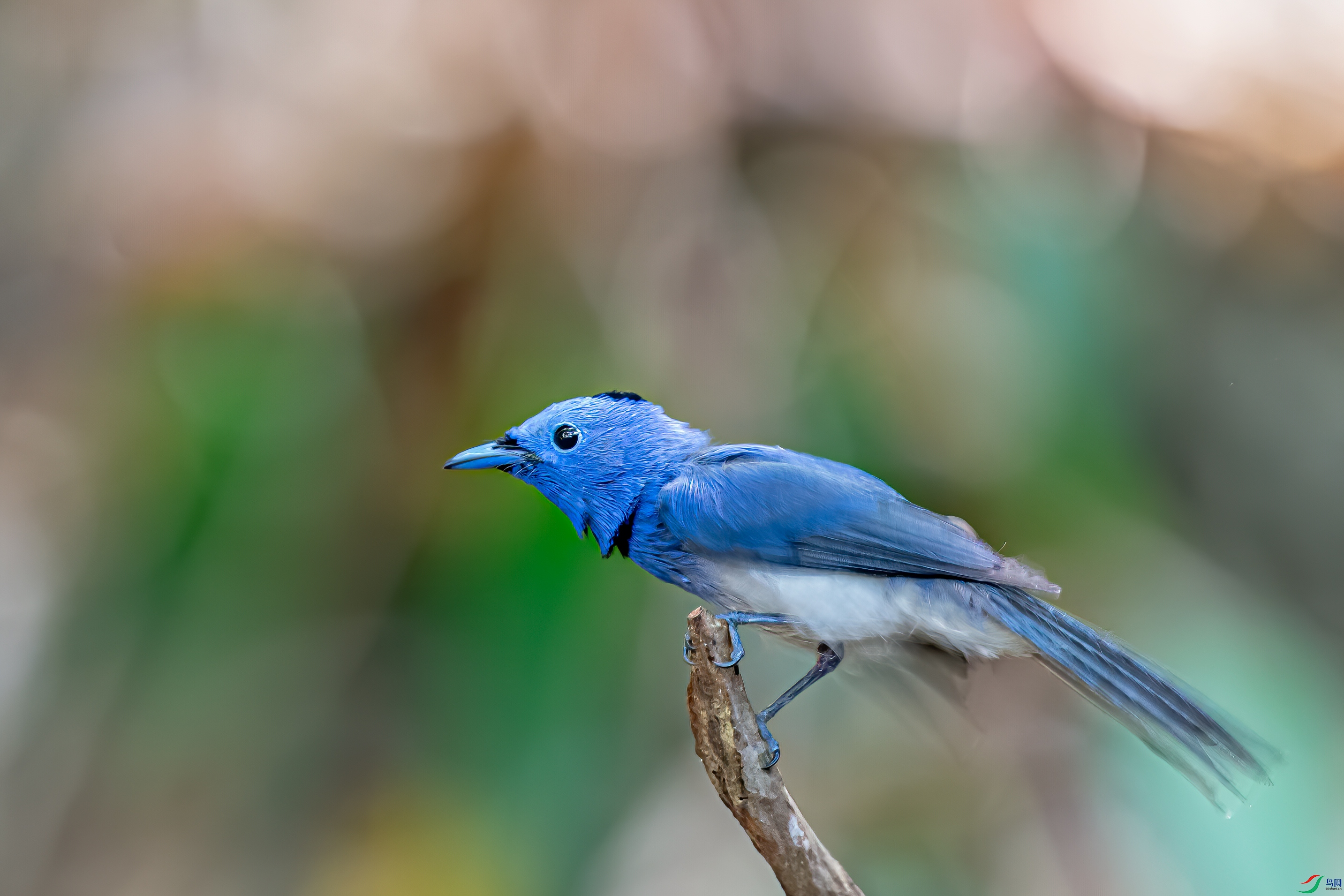 DSC_1530-1.jpg