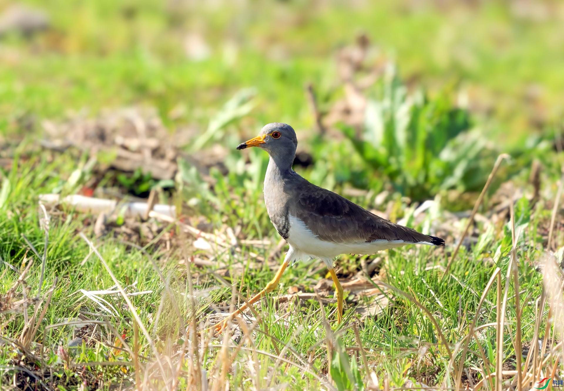 DSC06852 ����.jpg