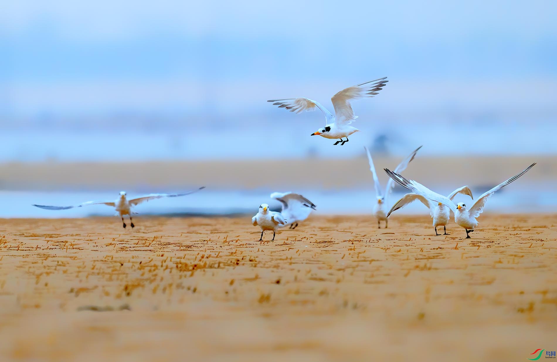 һ�ɵ��ȡ���������