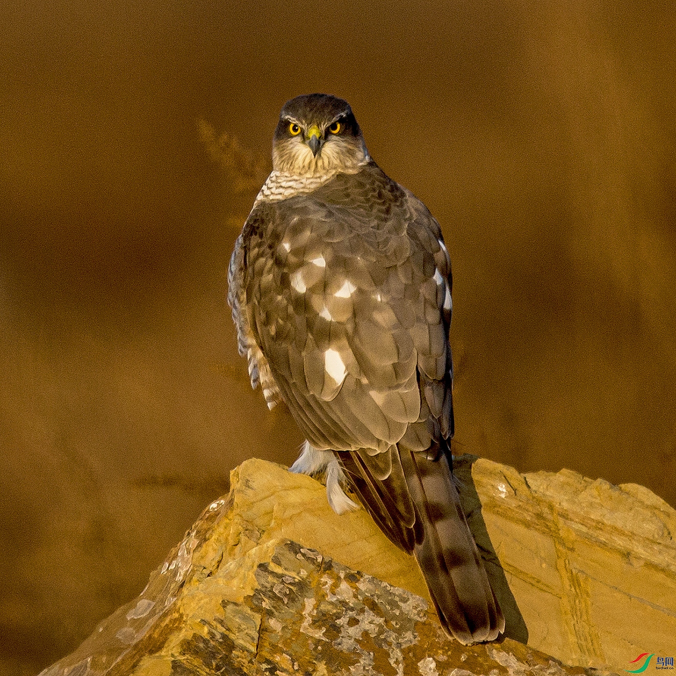 _MG_0207 ����.jpg