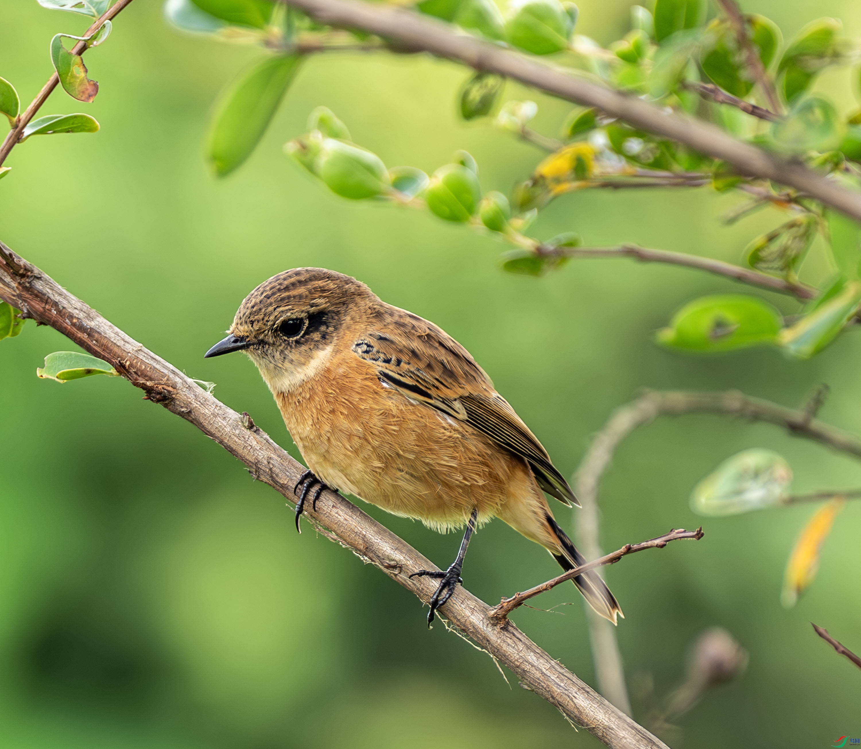 ����ʯ 01-4.jpg