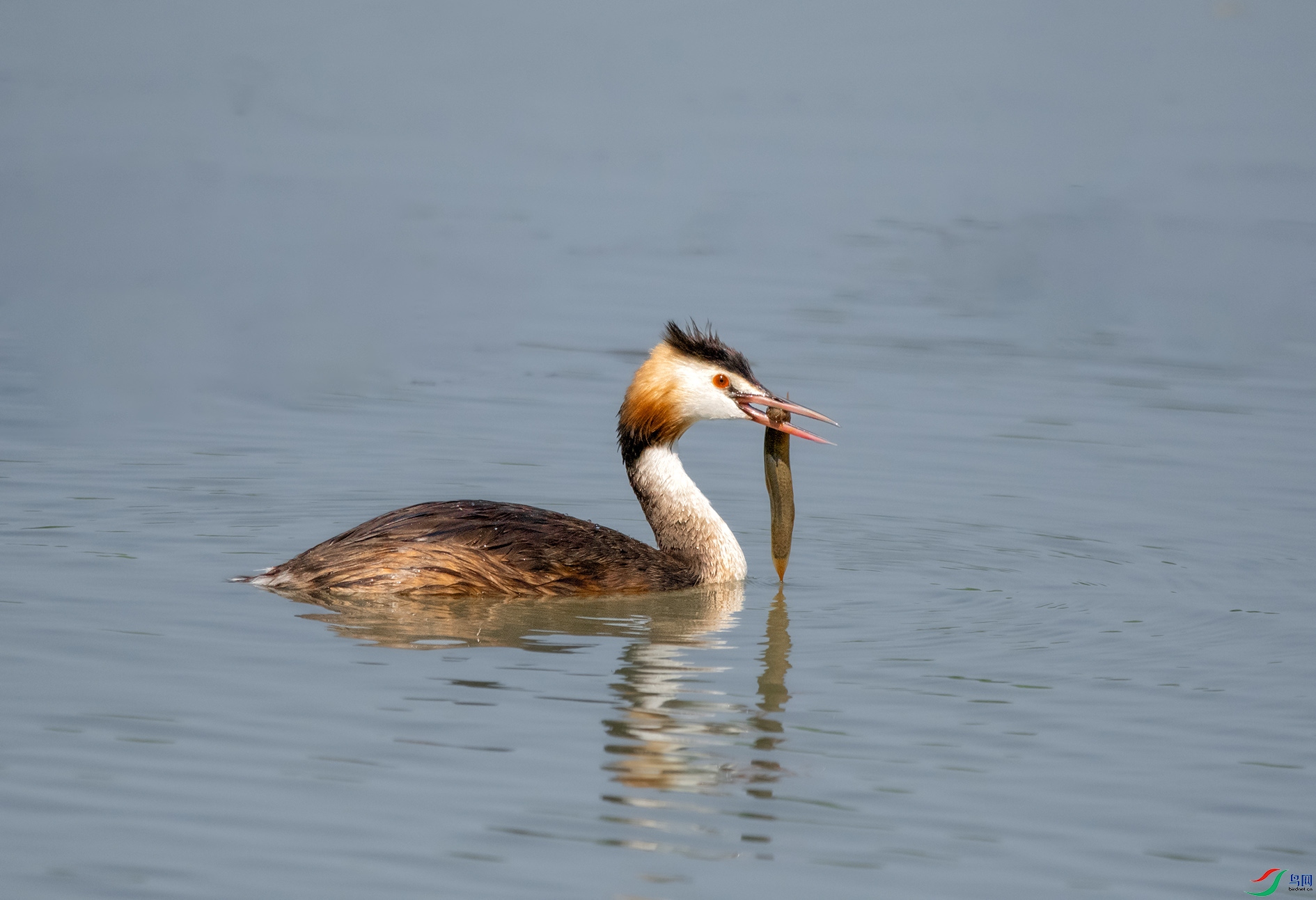 DSC_8624-5 ����.jpg