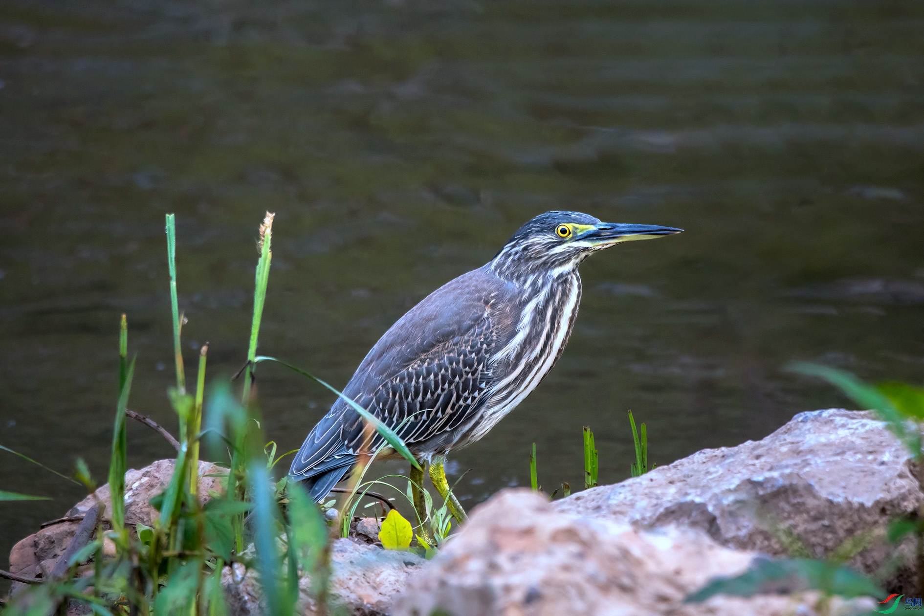 DSC_1261 ���� 2.jpg