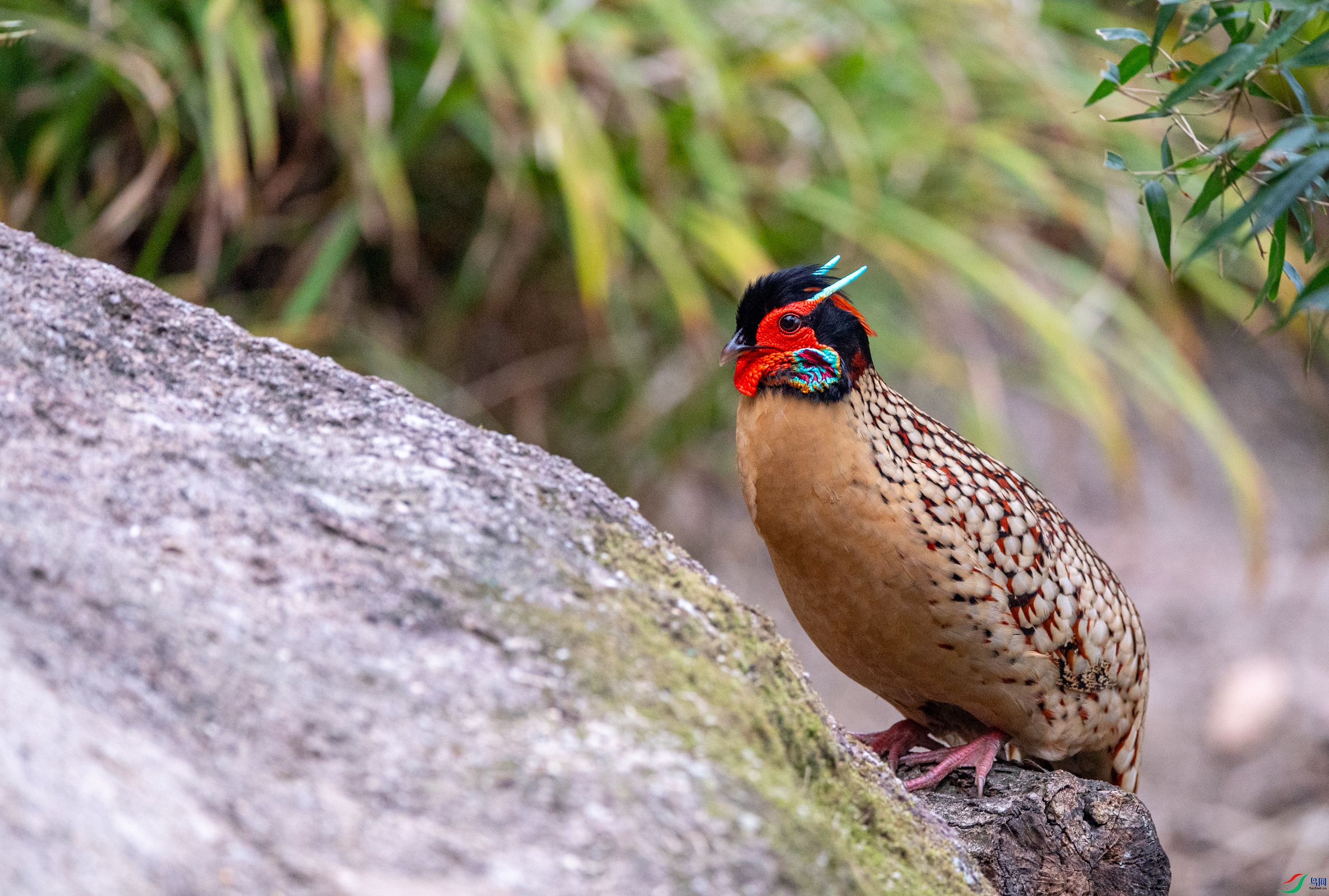 DSC_5520�Ƹ�����.JPG