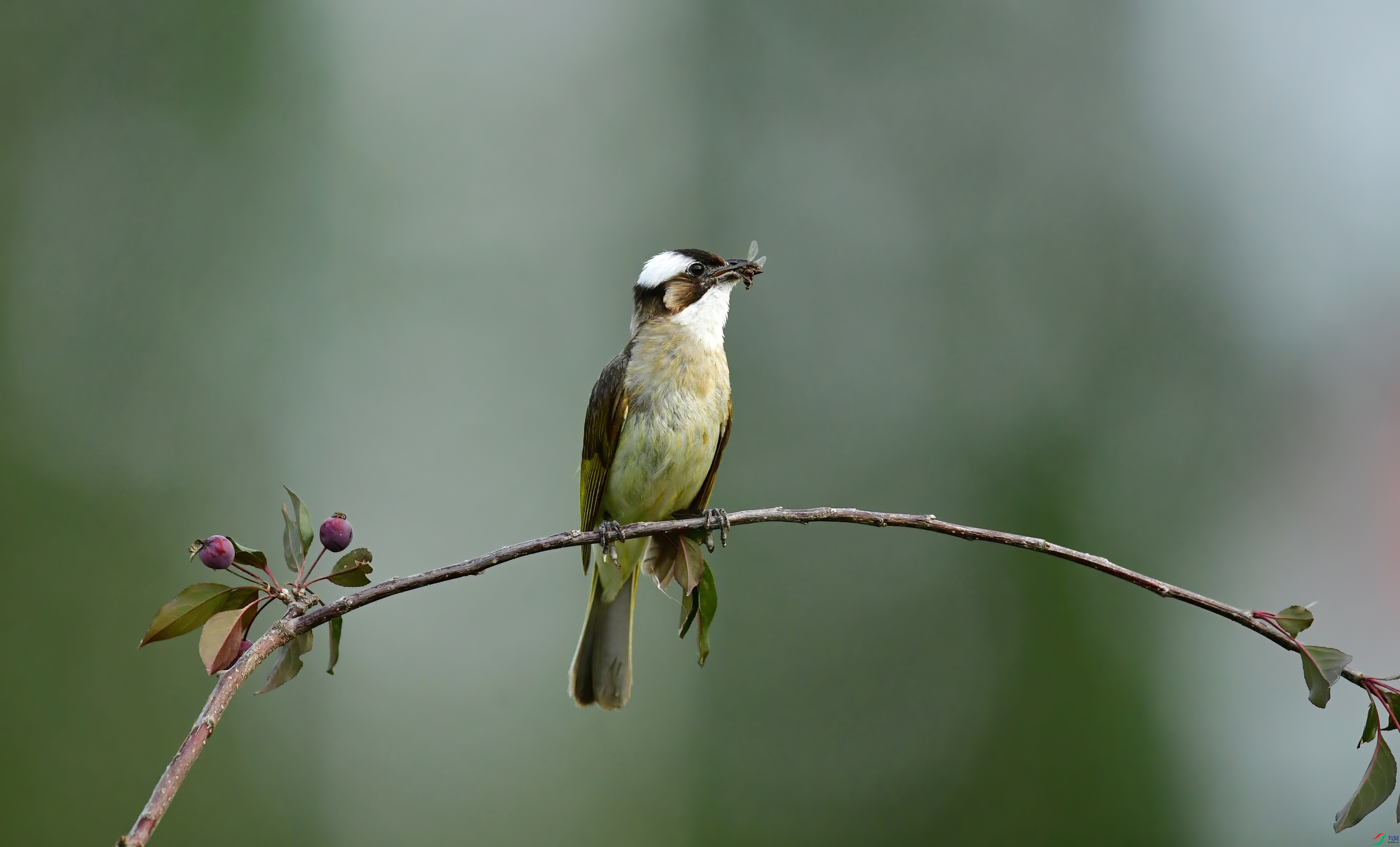 WZL_3827_����.jpg