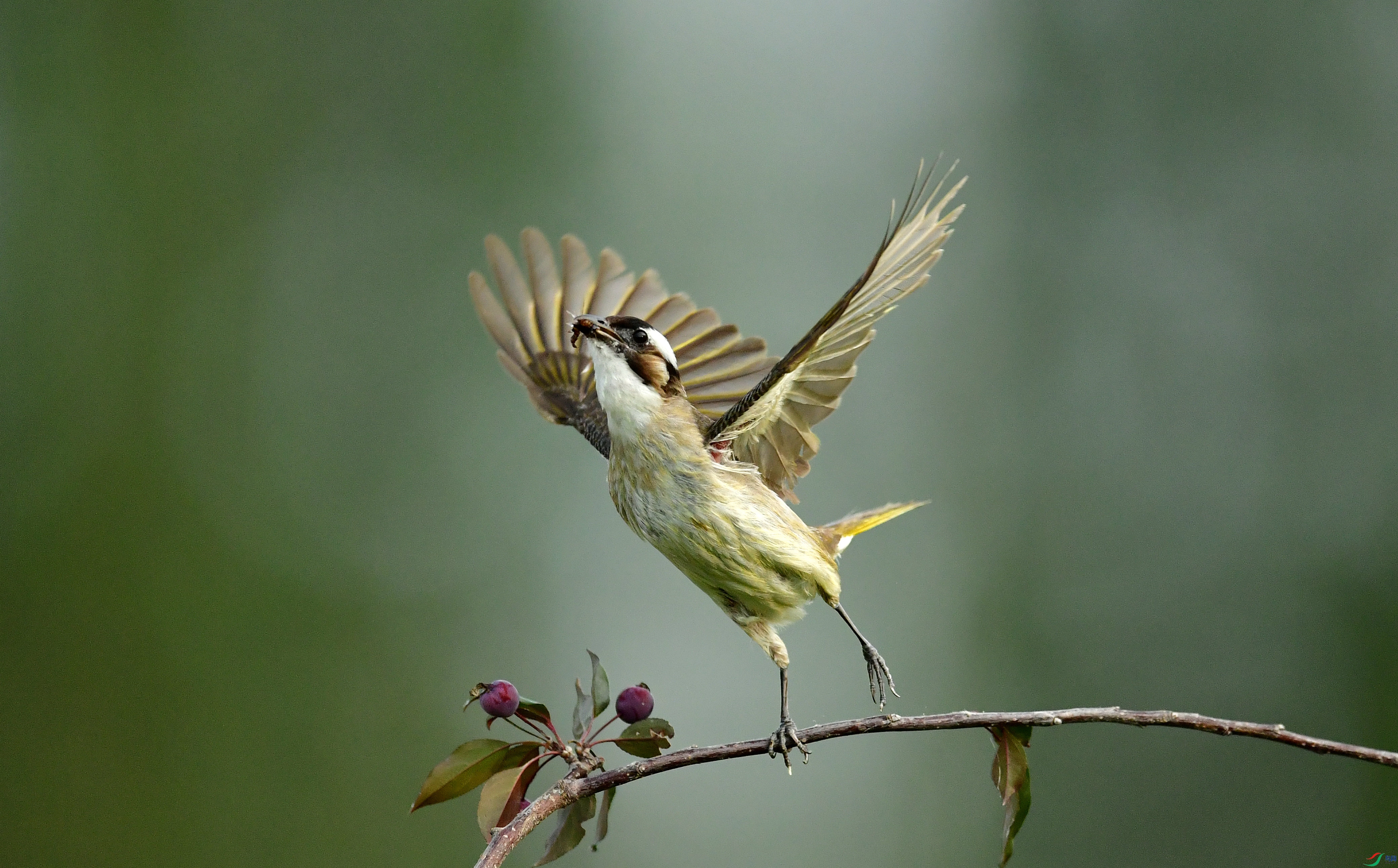WZL_3447_����.jpg
