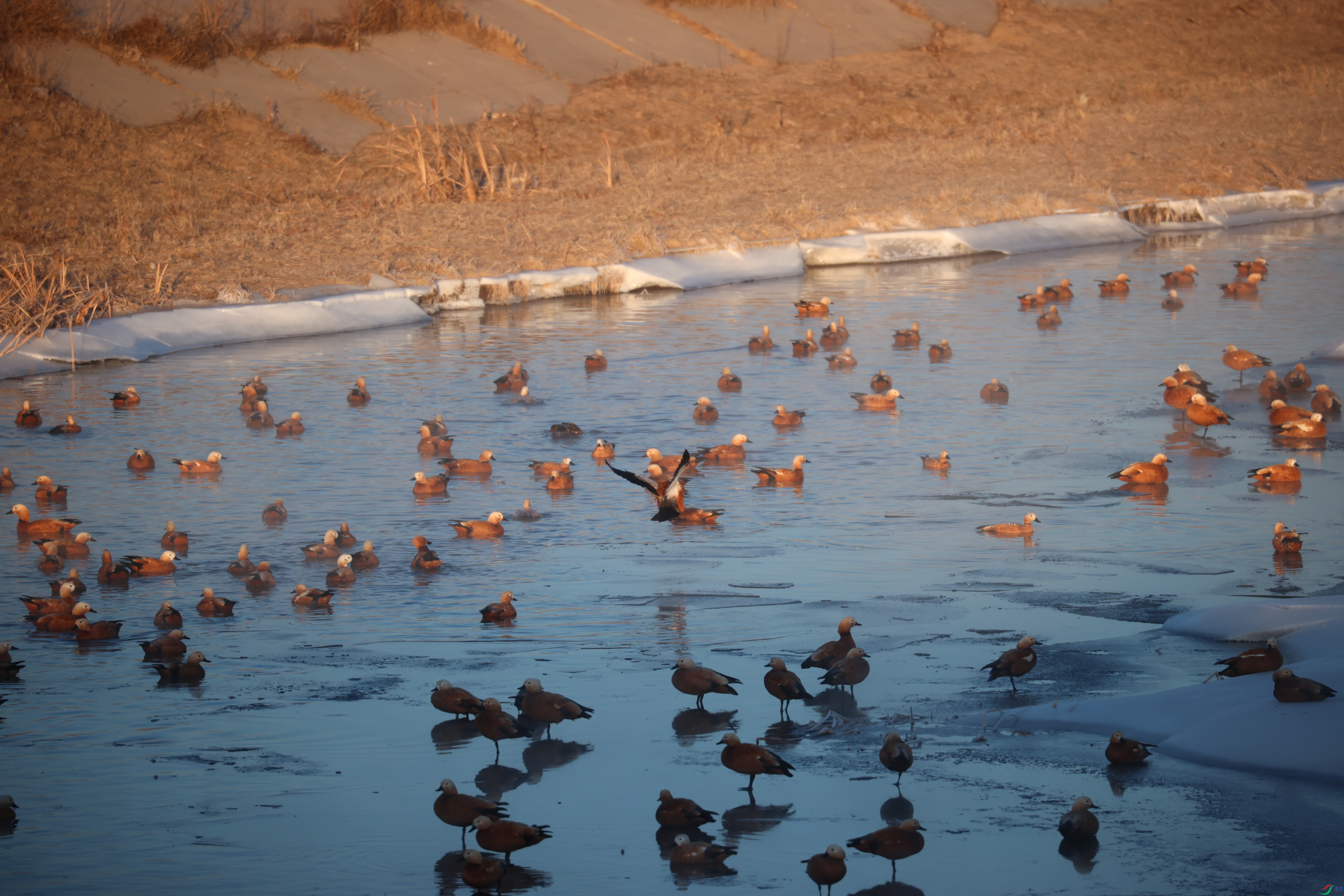 8606��ש����