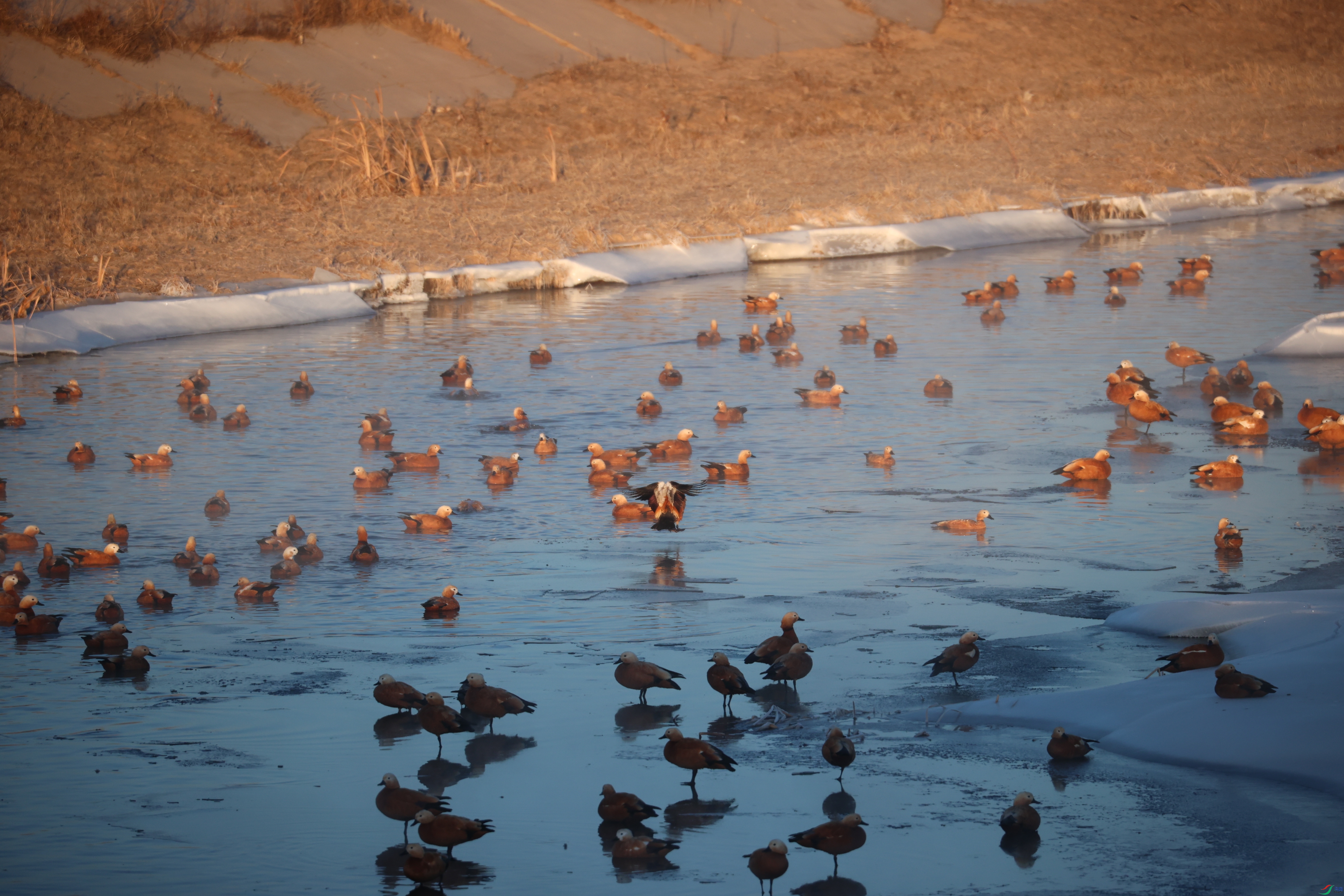 8610��ש����