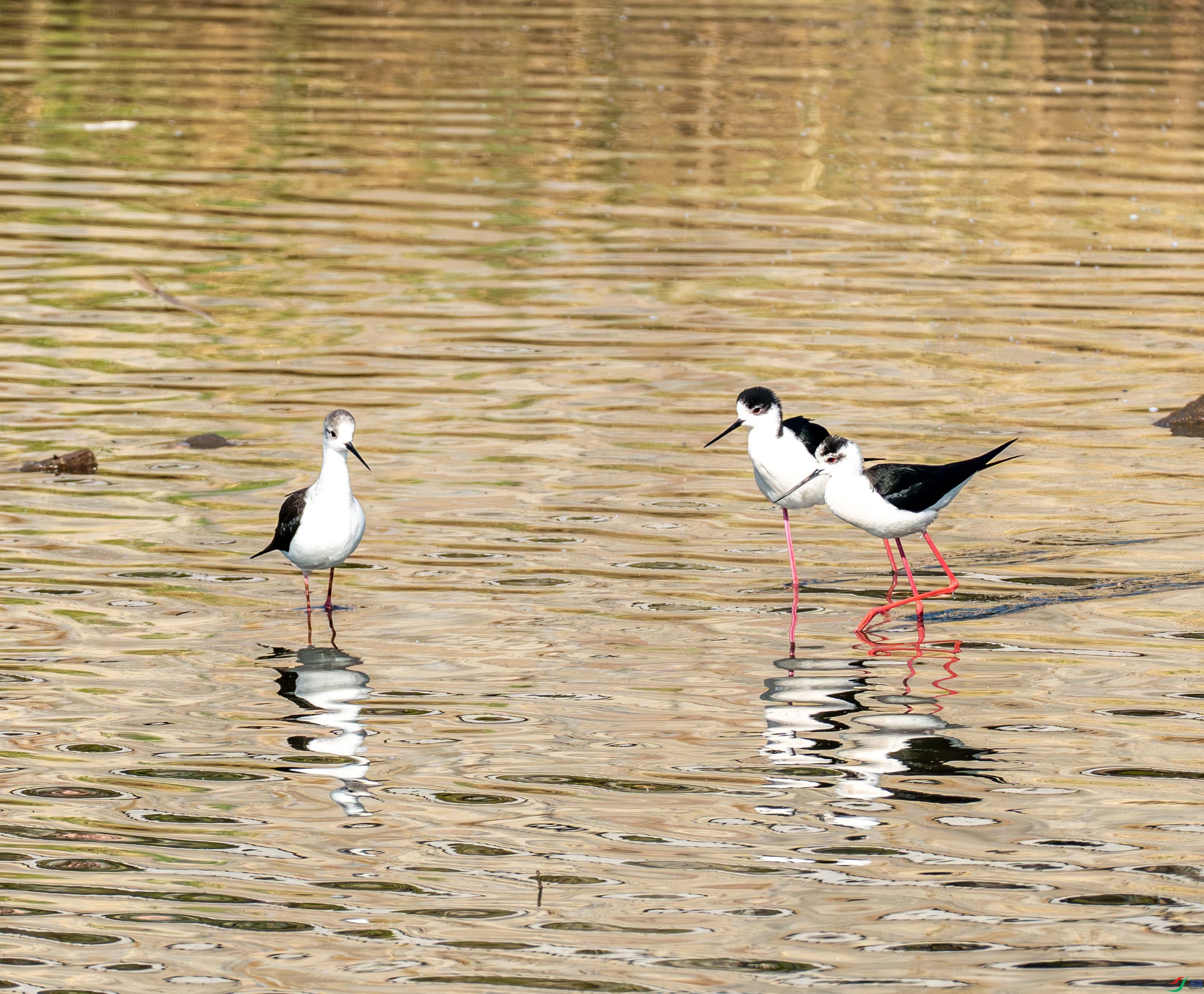 �ڳ᳤���� (18 - 21).jpg