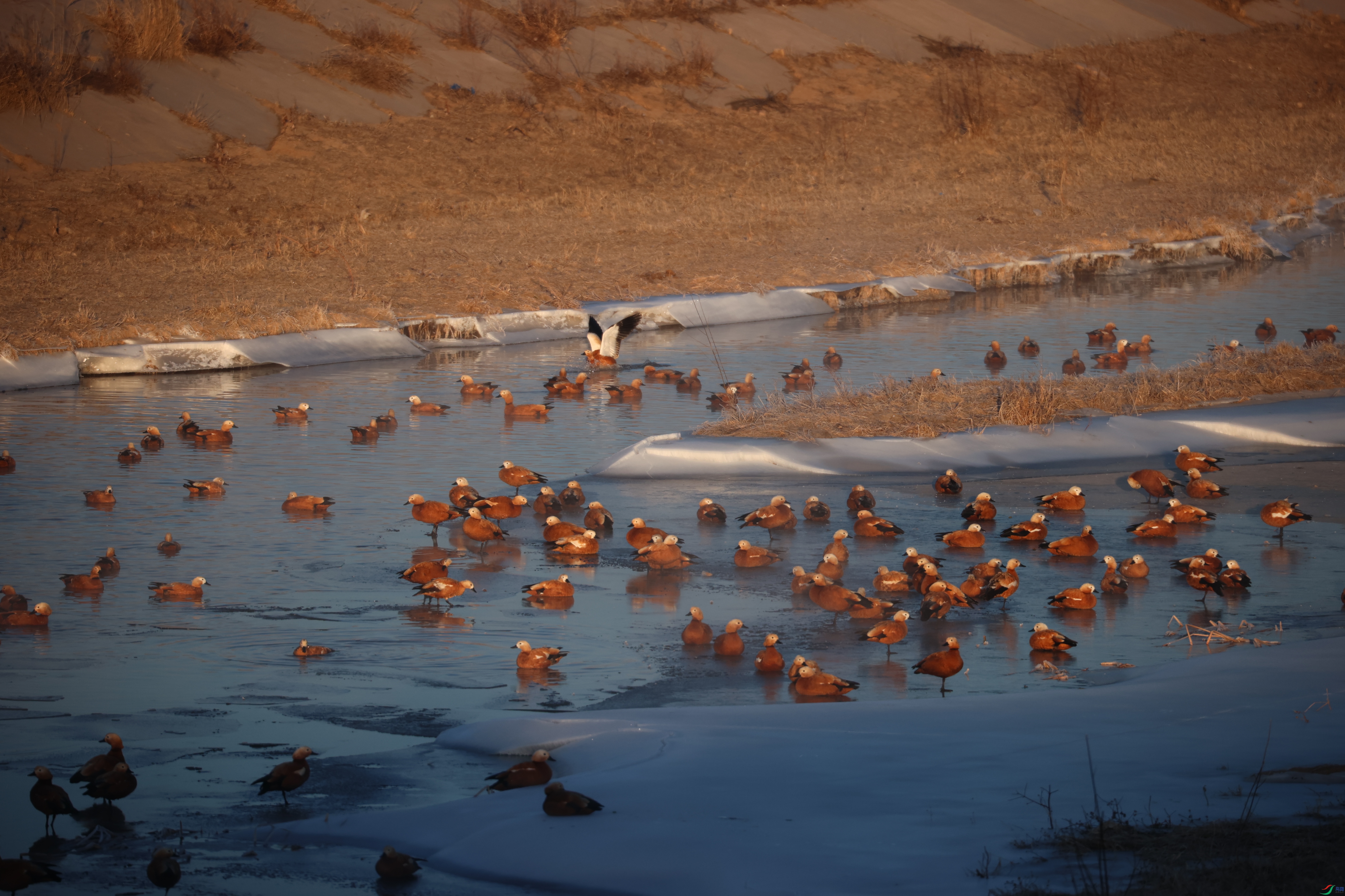 8616��ש����