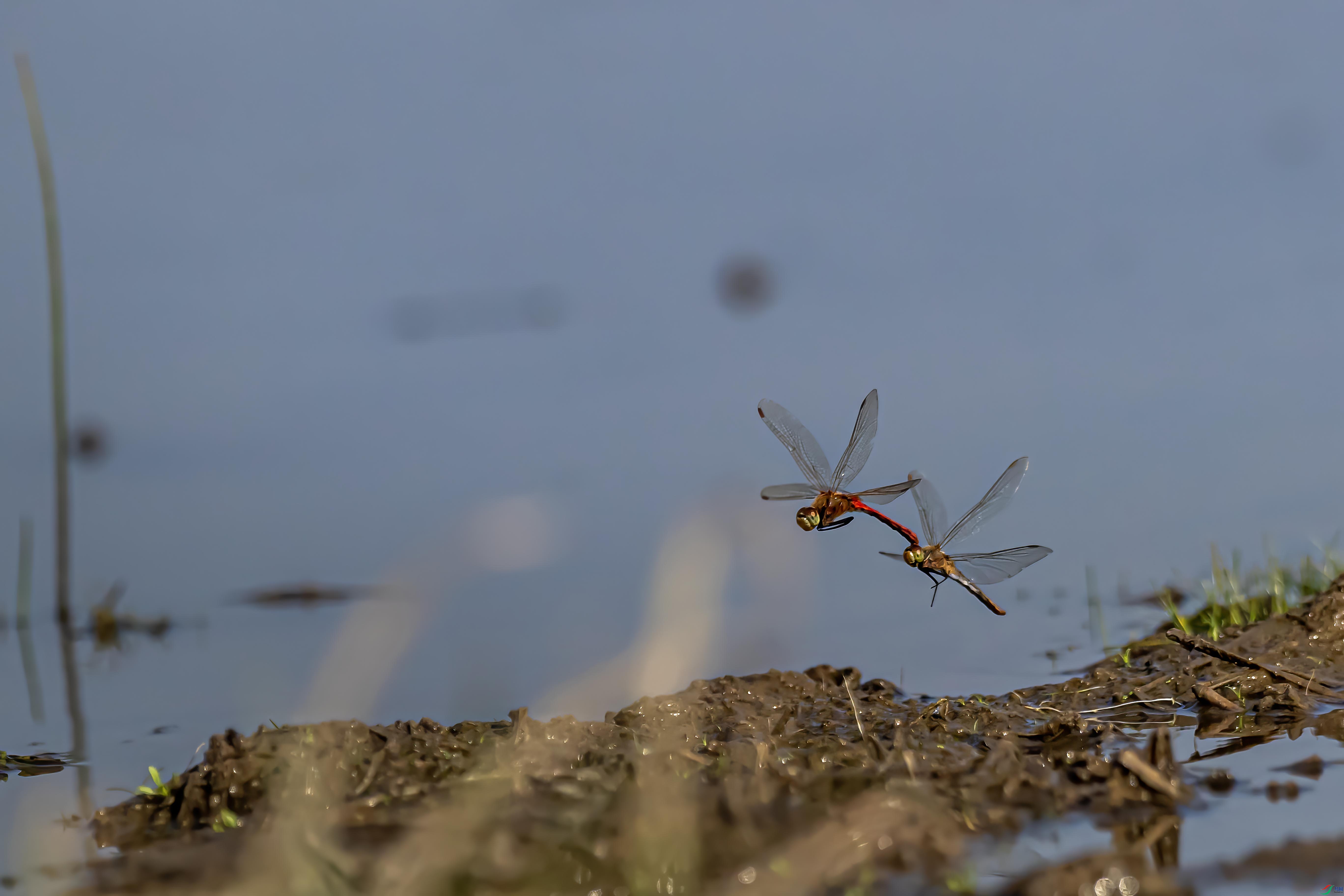 A63I1295 ����3.jpg