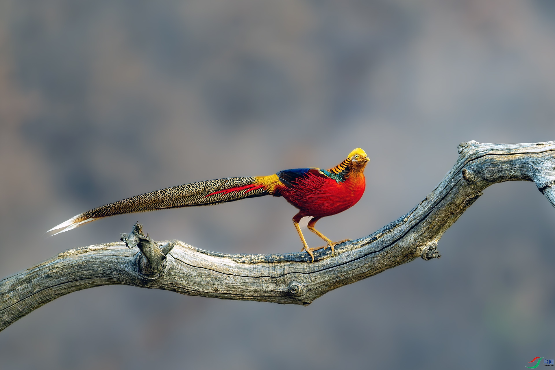 DSC_1627-����ǿ-NR ����.jpg