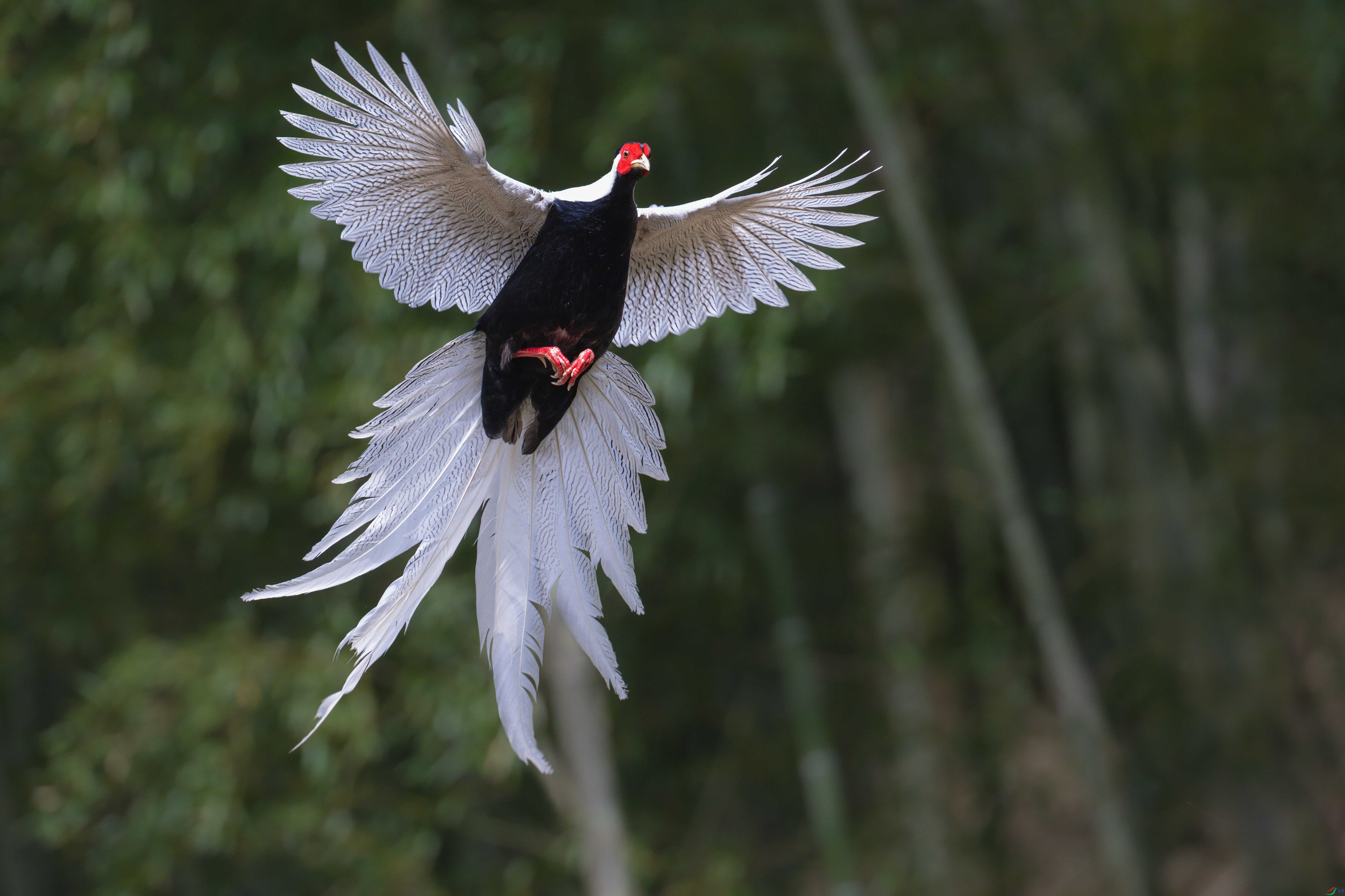 DSC_5707sen2024-2-21-110-�༭-4.jpg