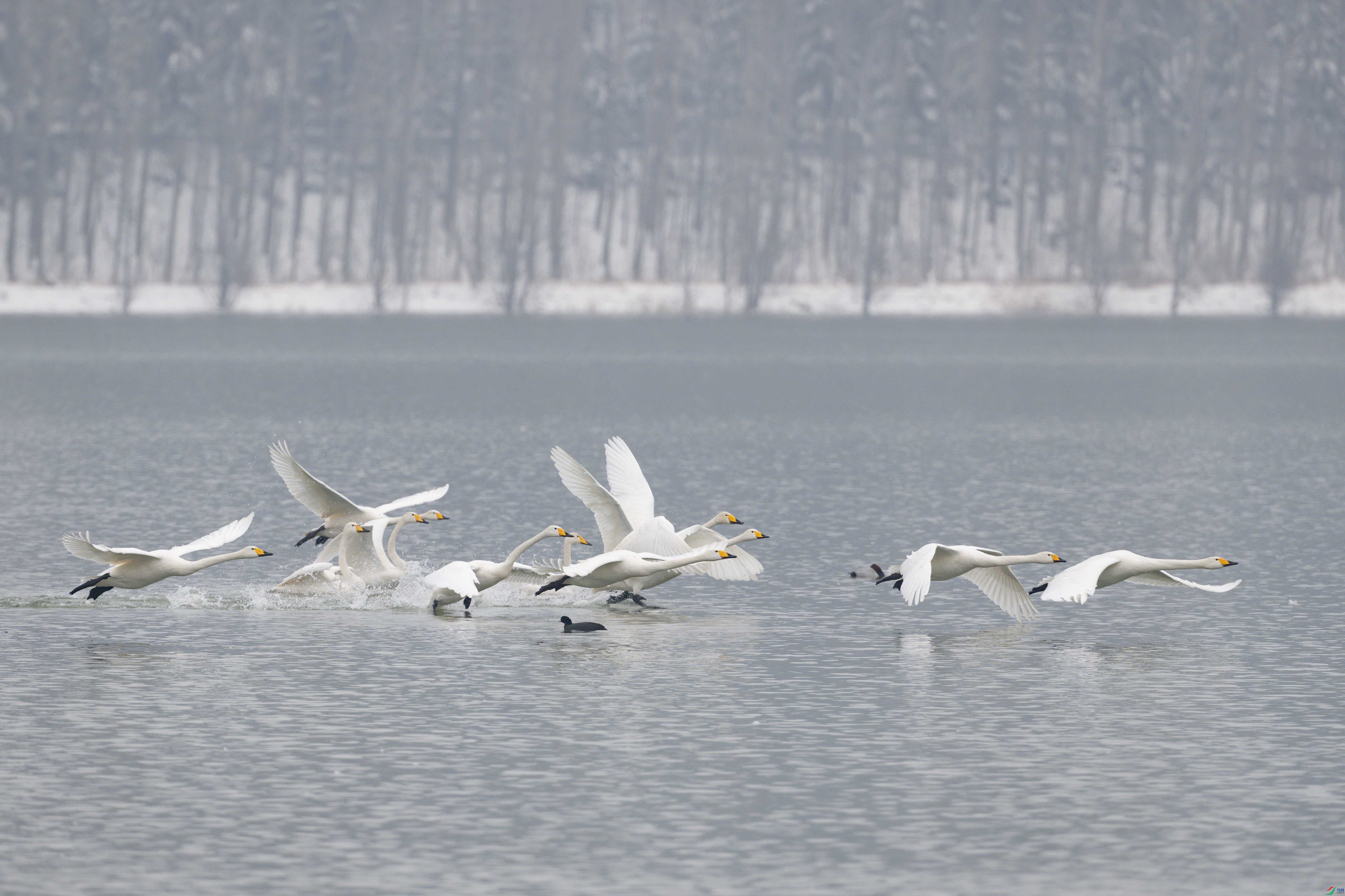 DSC_5713-2sen2024-1-17-118-�༭.jpg