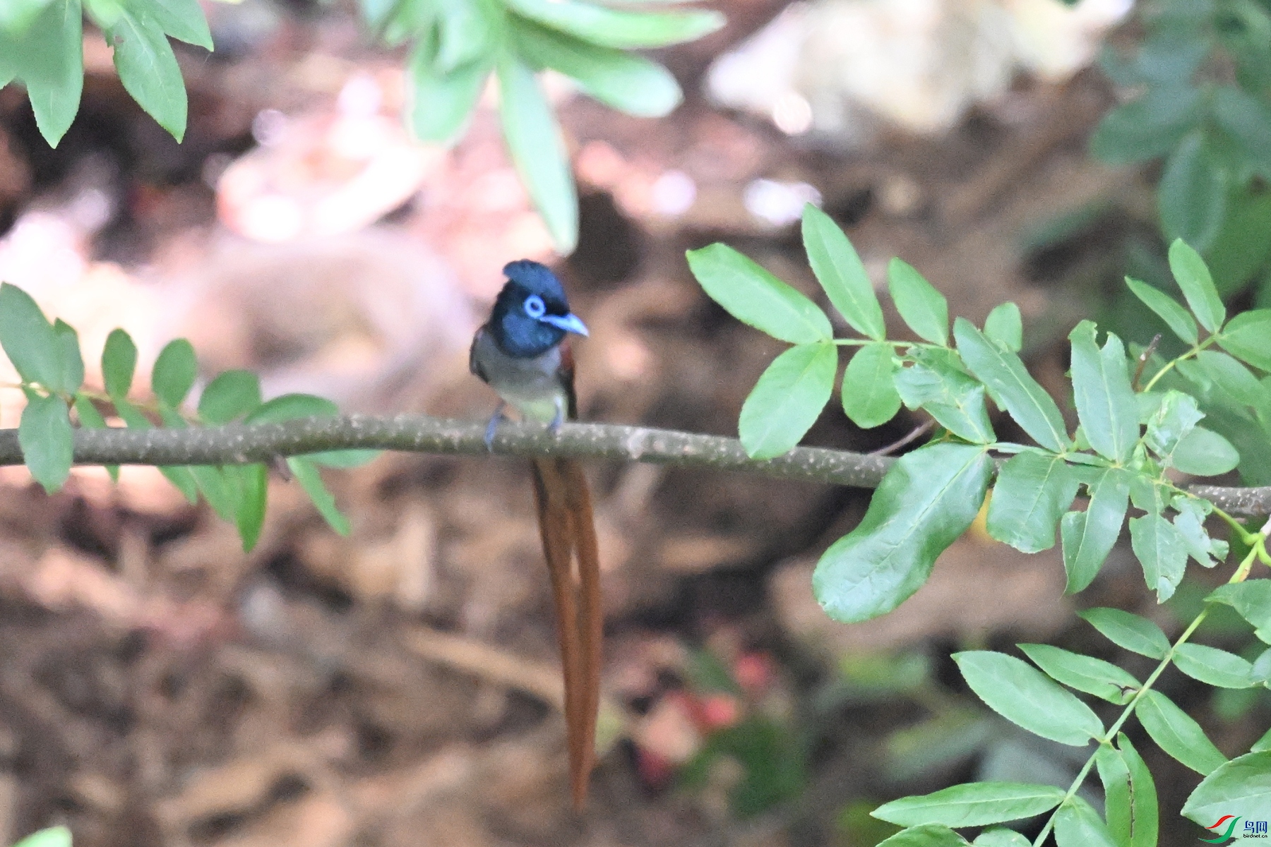 DSC_6174.JPG