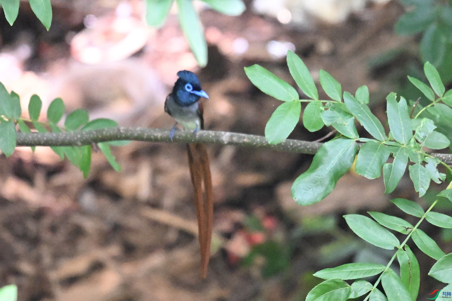 DSC_6175.JPG