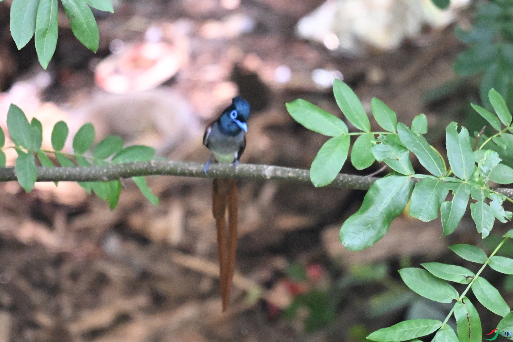 DSC_6180.JPG