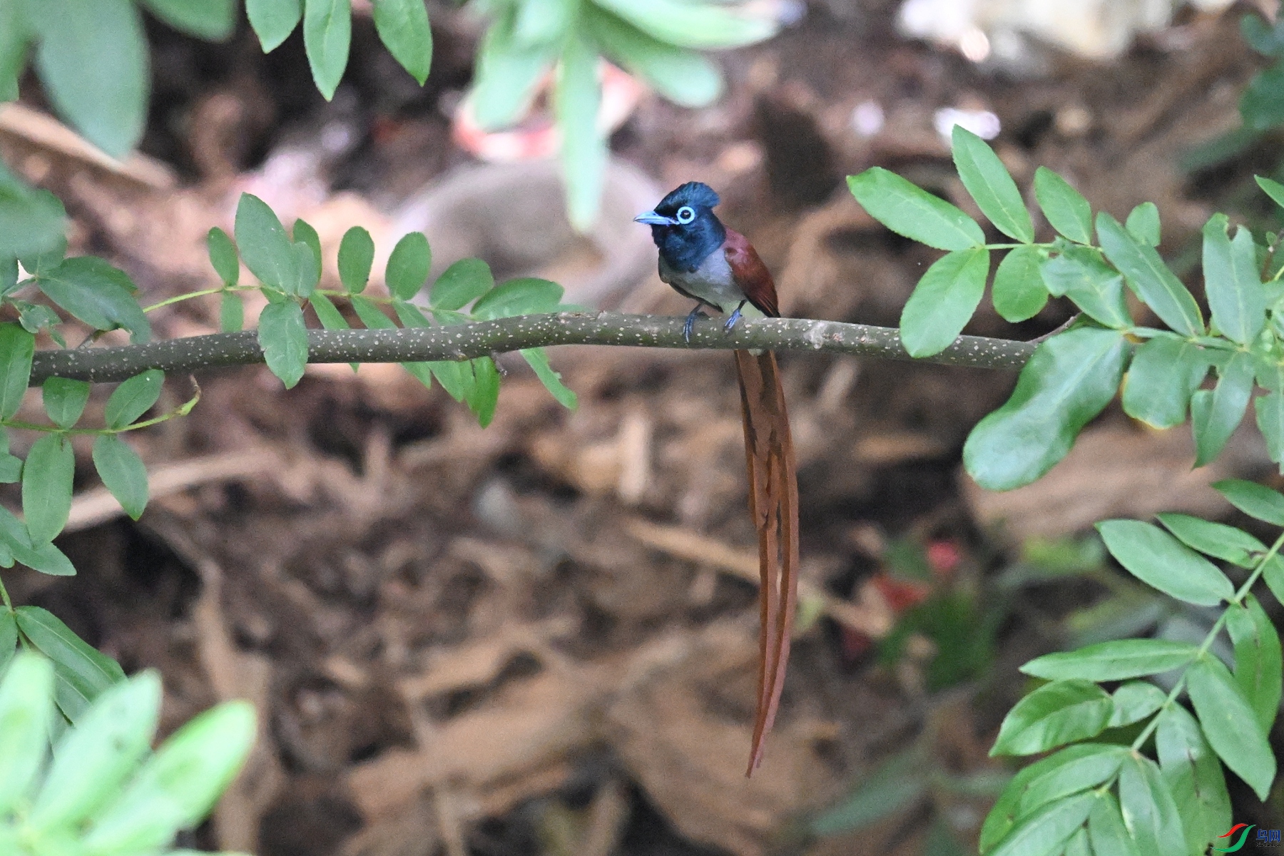 DSC_6238.JPG