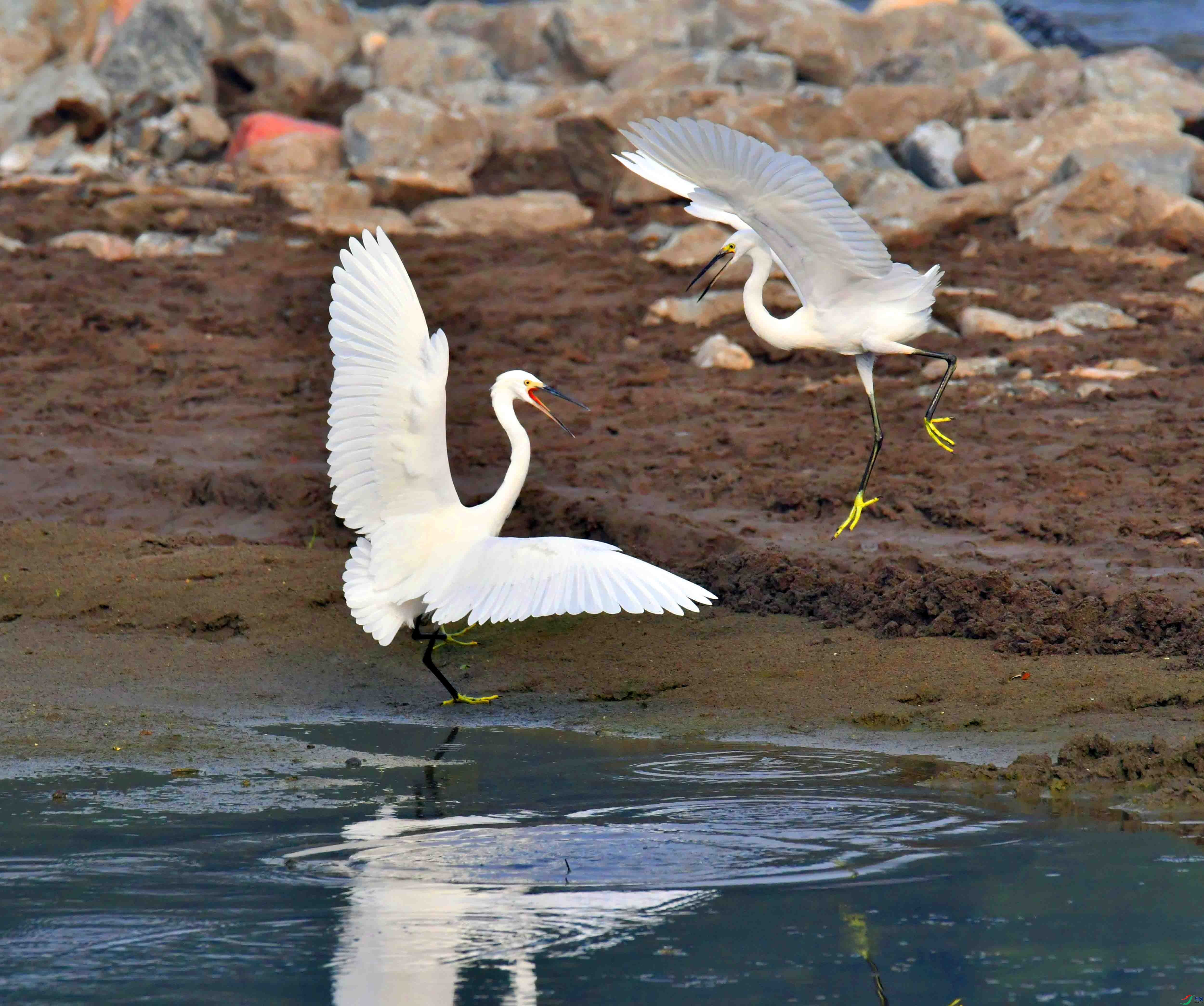 DSC_0466.JPG