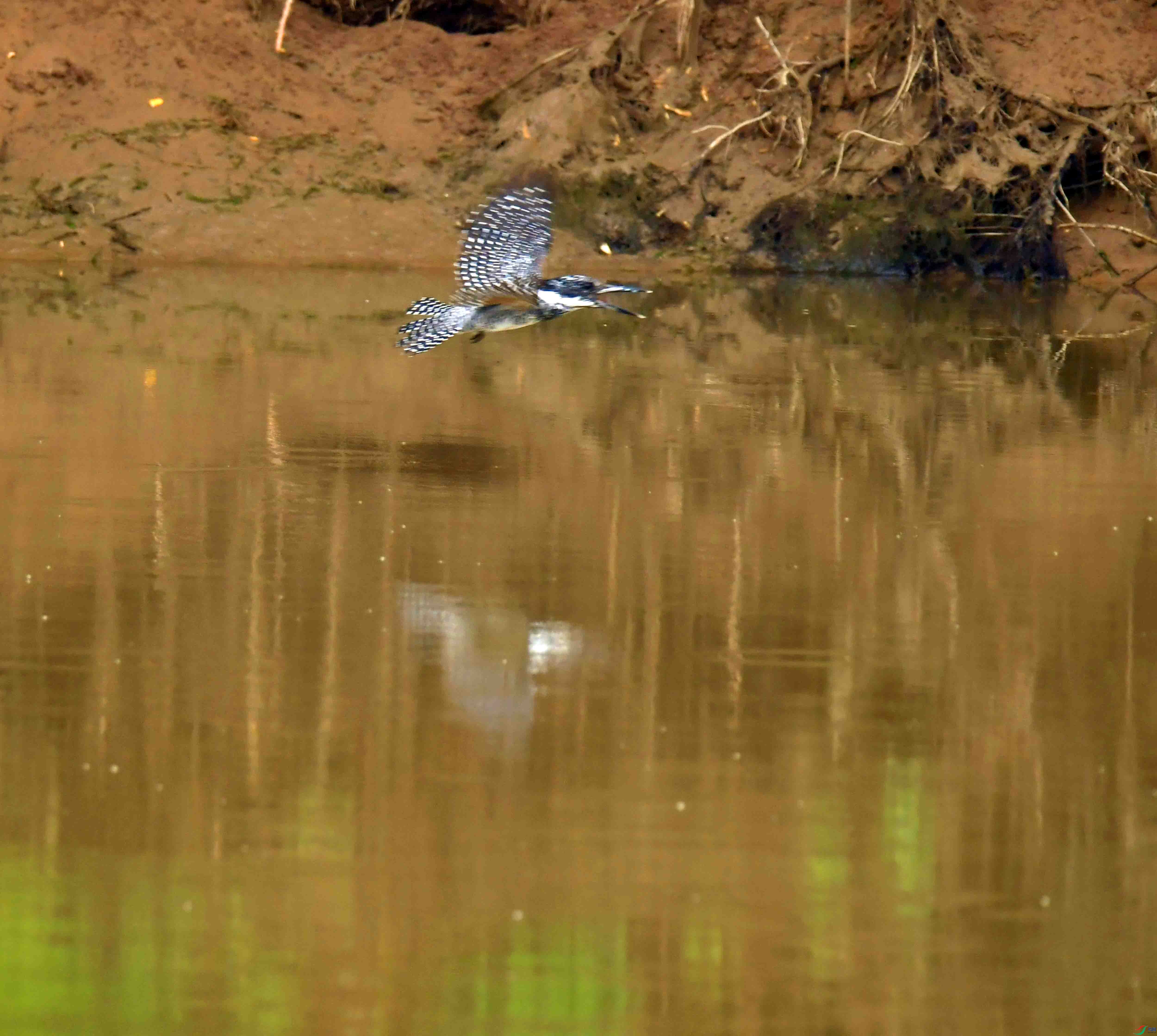 DSC_0556.JPG