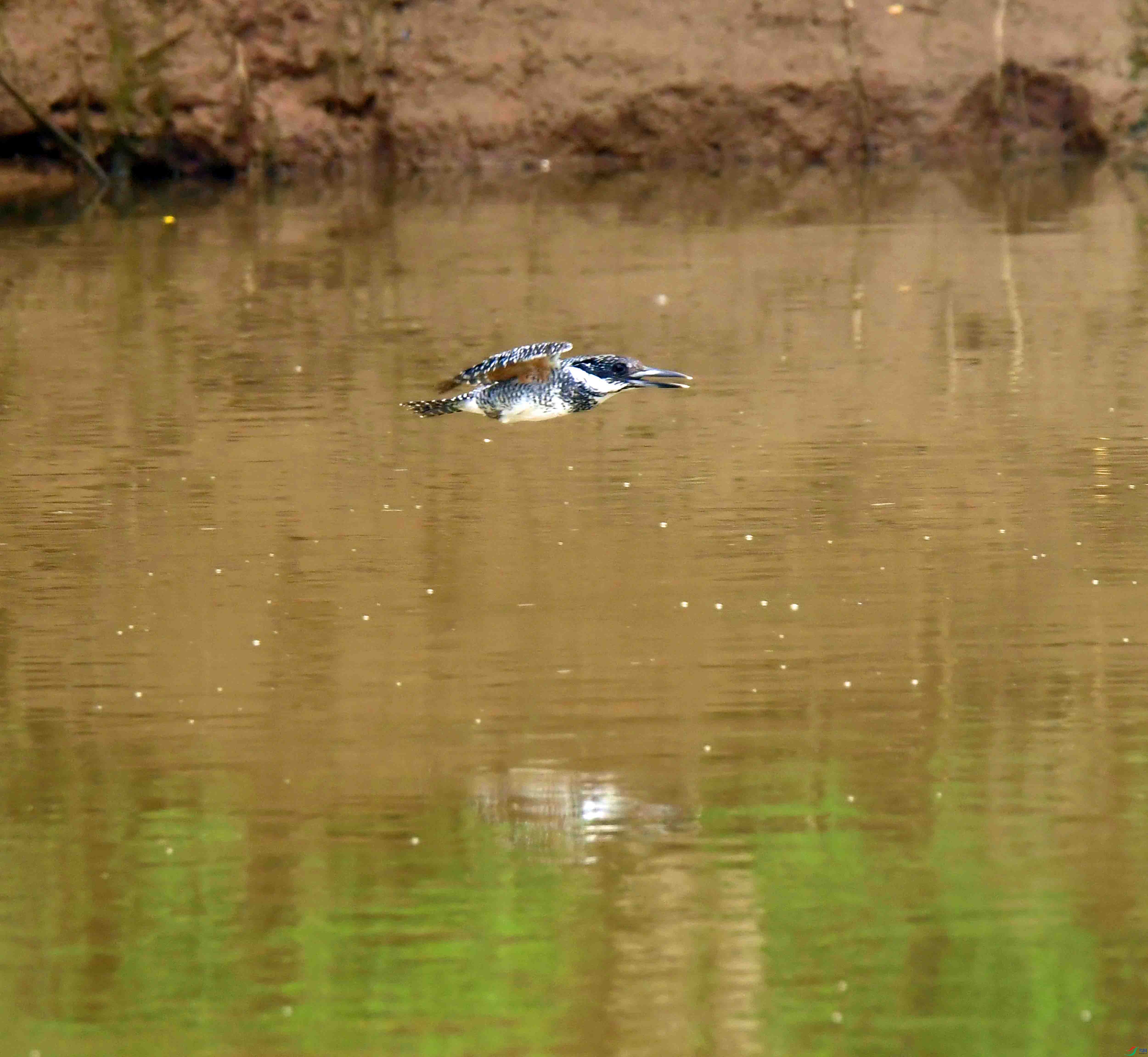 DSC_0610.JPG
