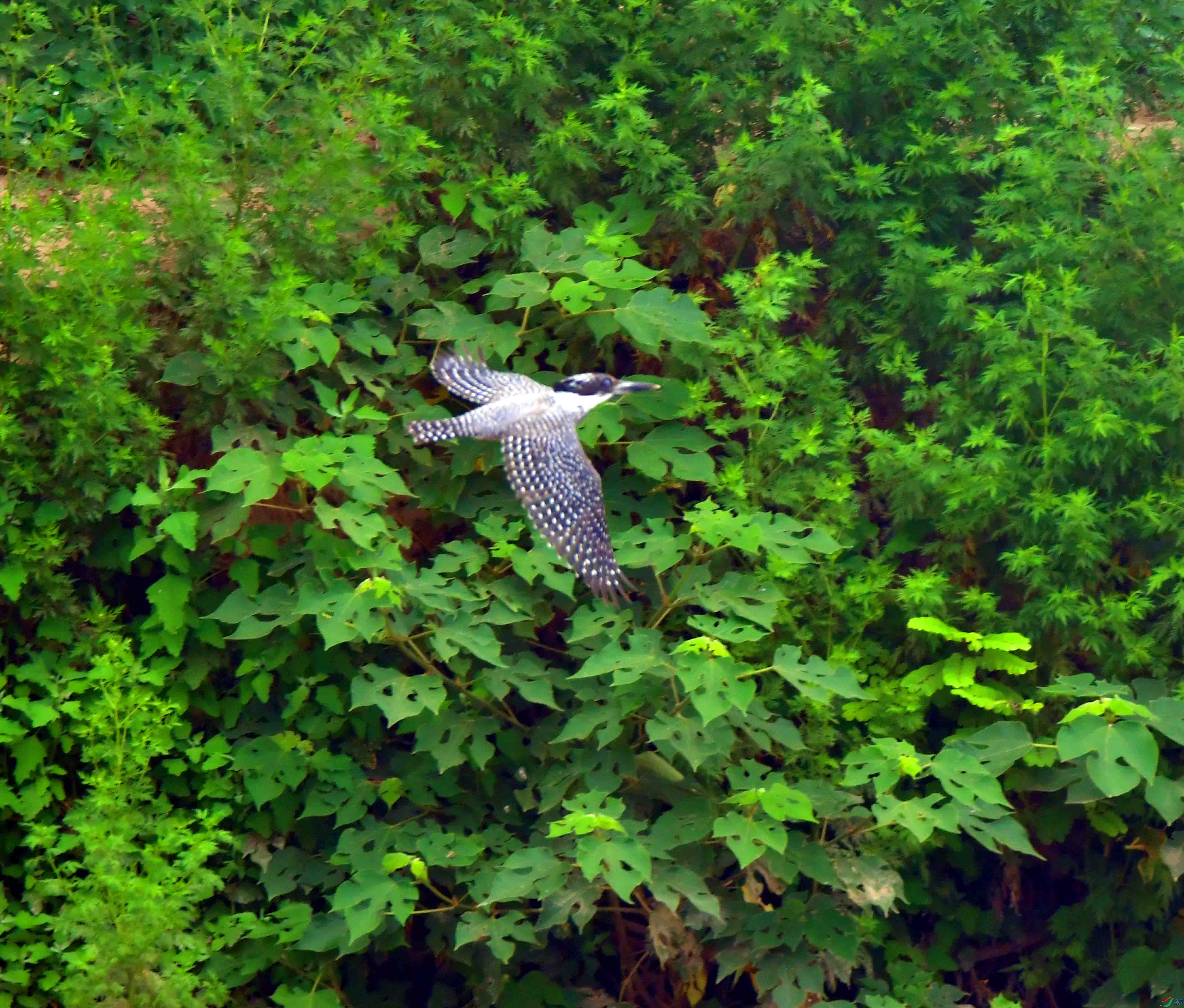 DSC_0629.JPG