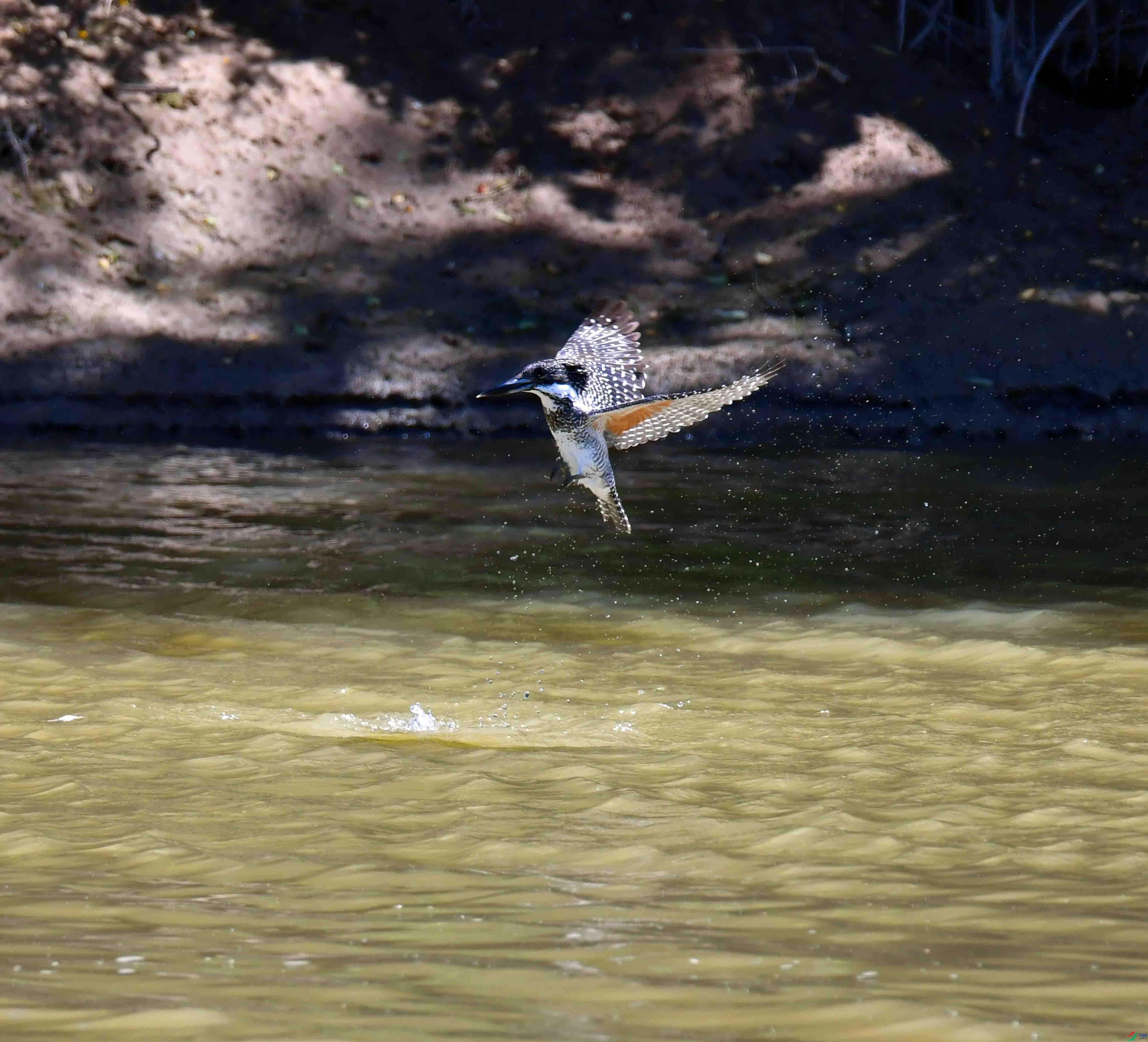 DSC_0804.JPG
