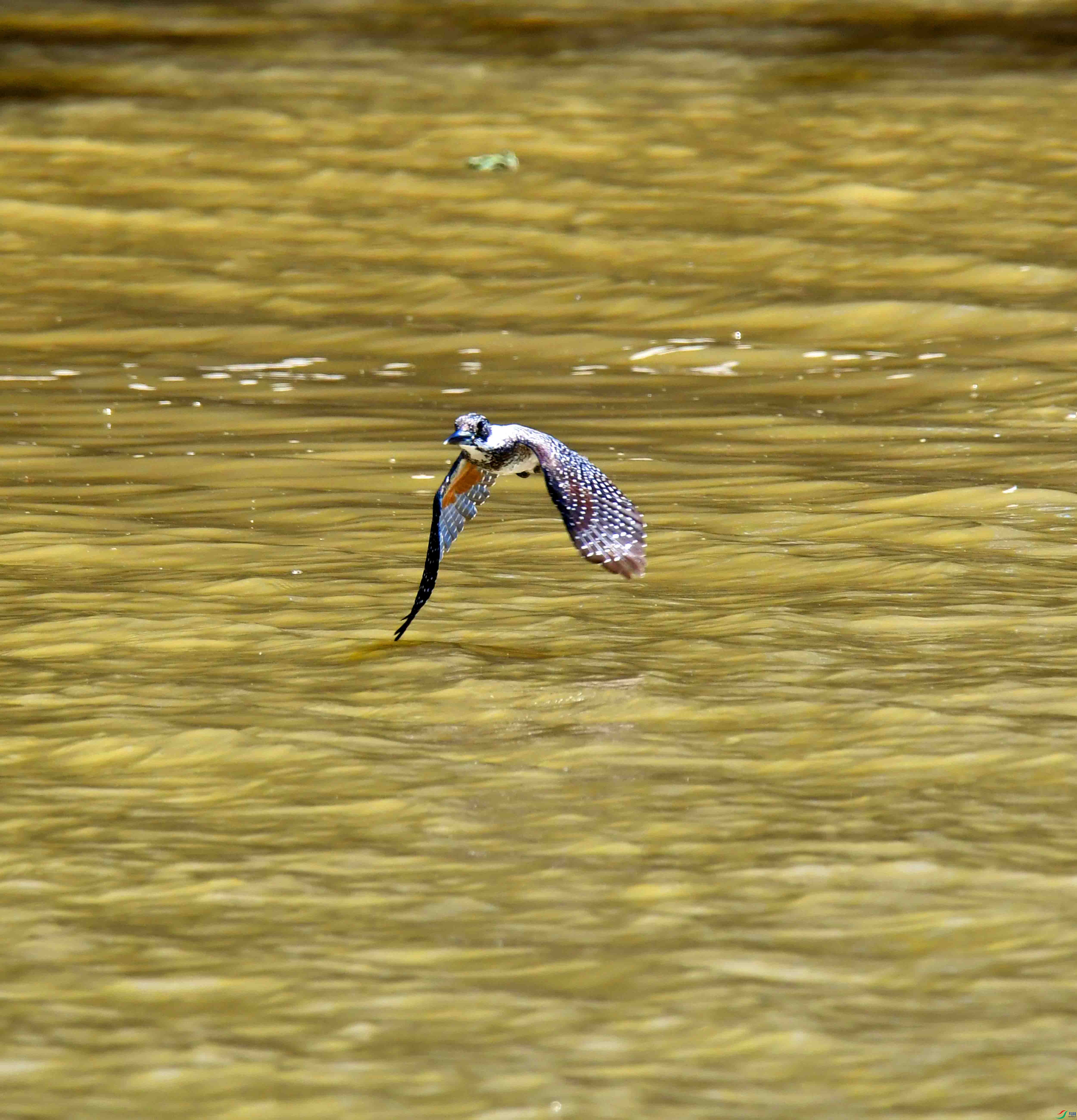 DSC_0858.JPG