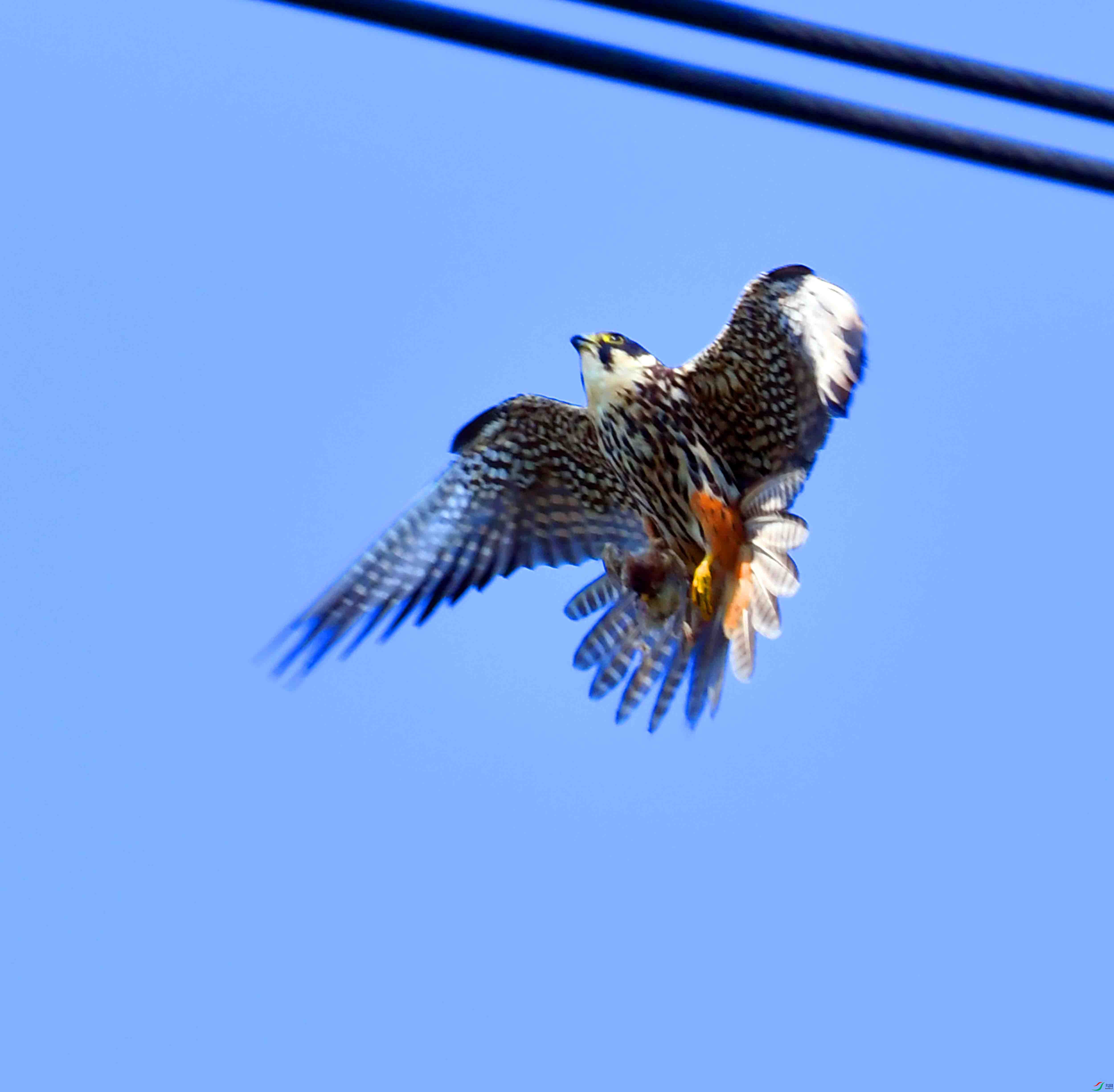 DSC_0517.JPG