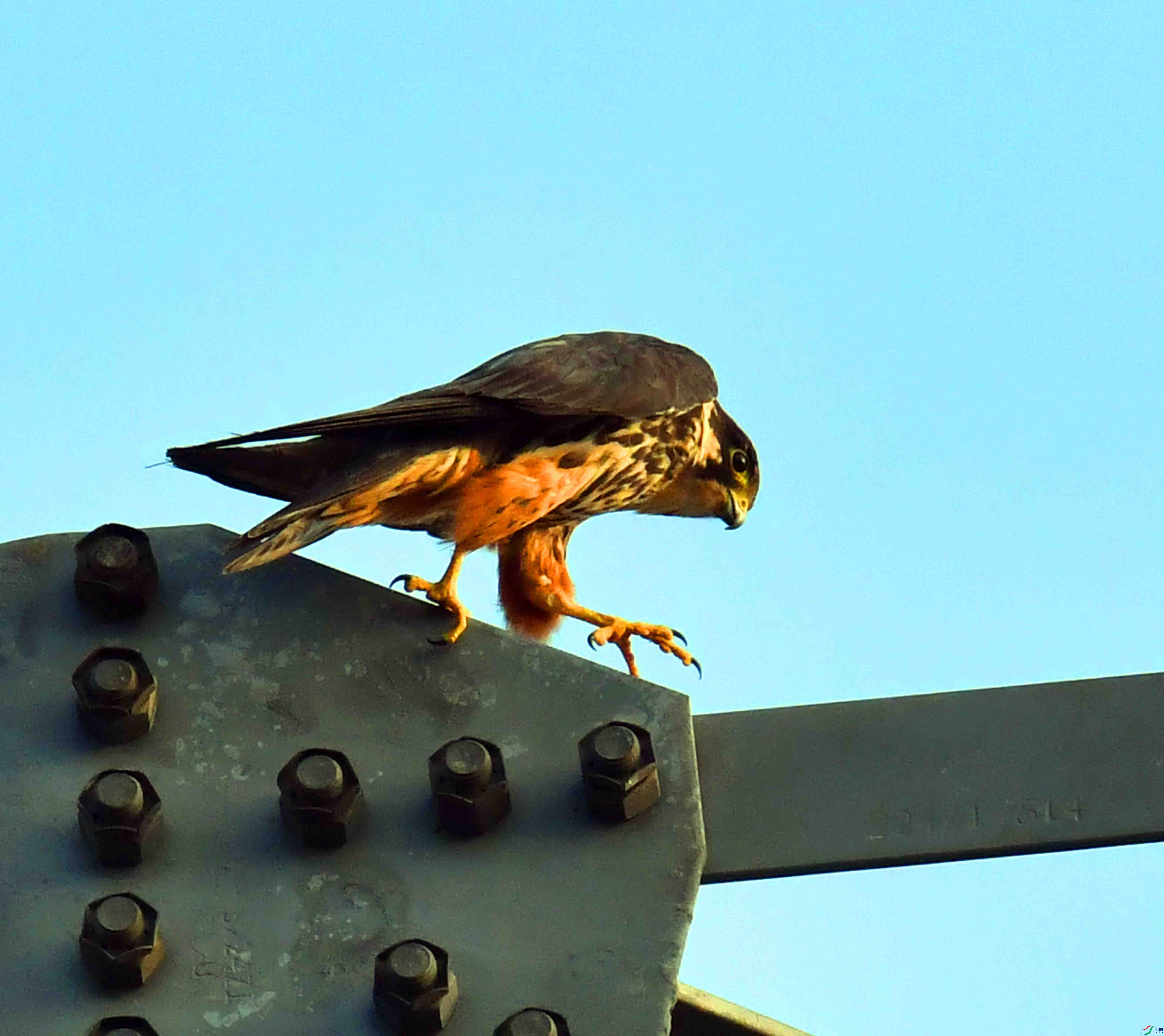 DSC_1106.JPG