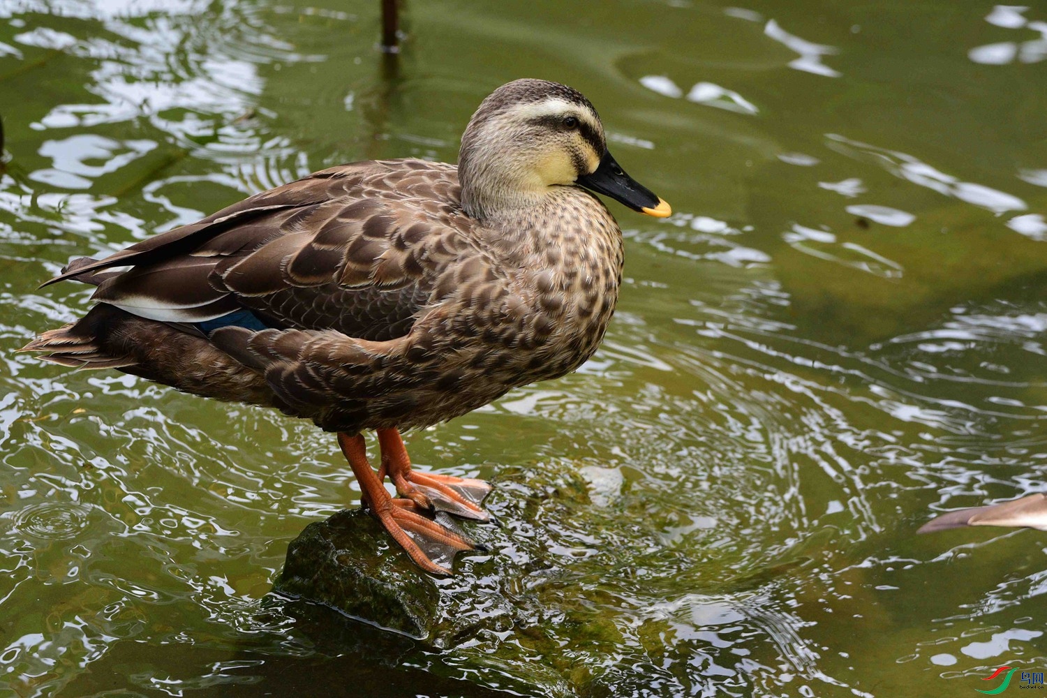 DSC_5967.JPG