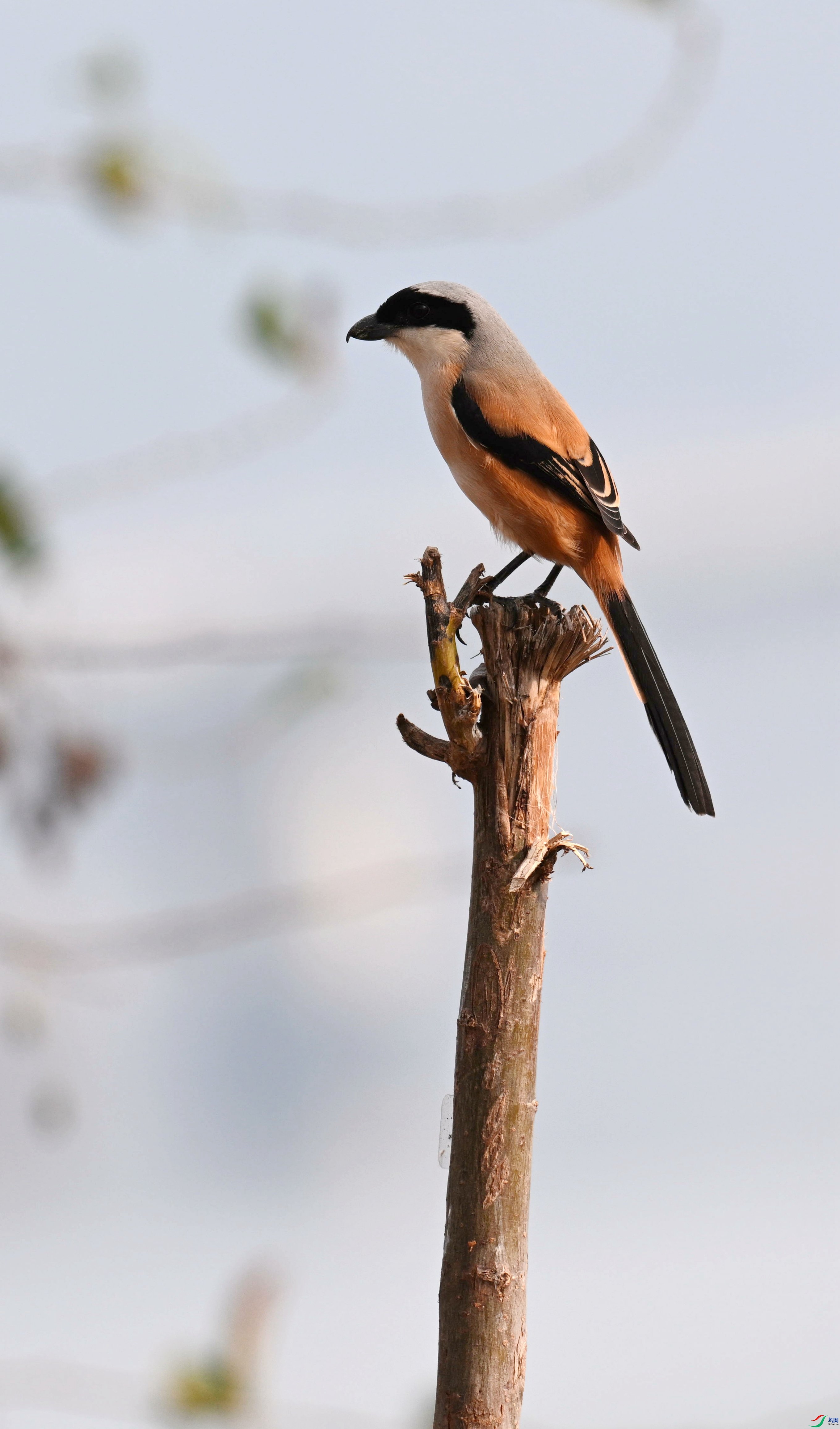 DSC_5926.jpg