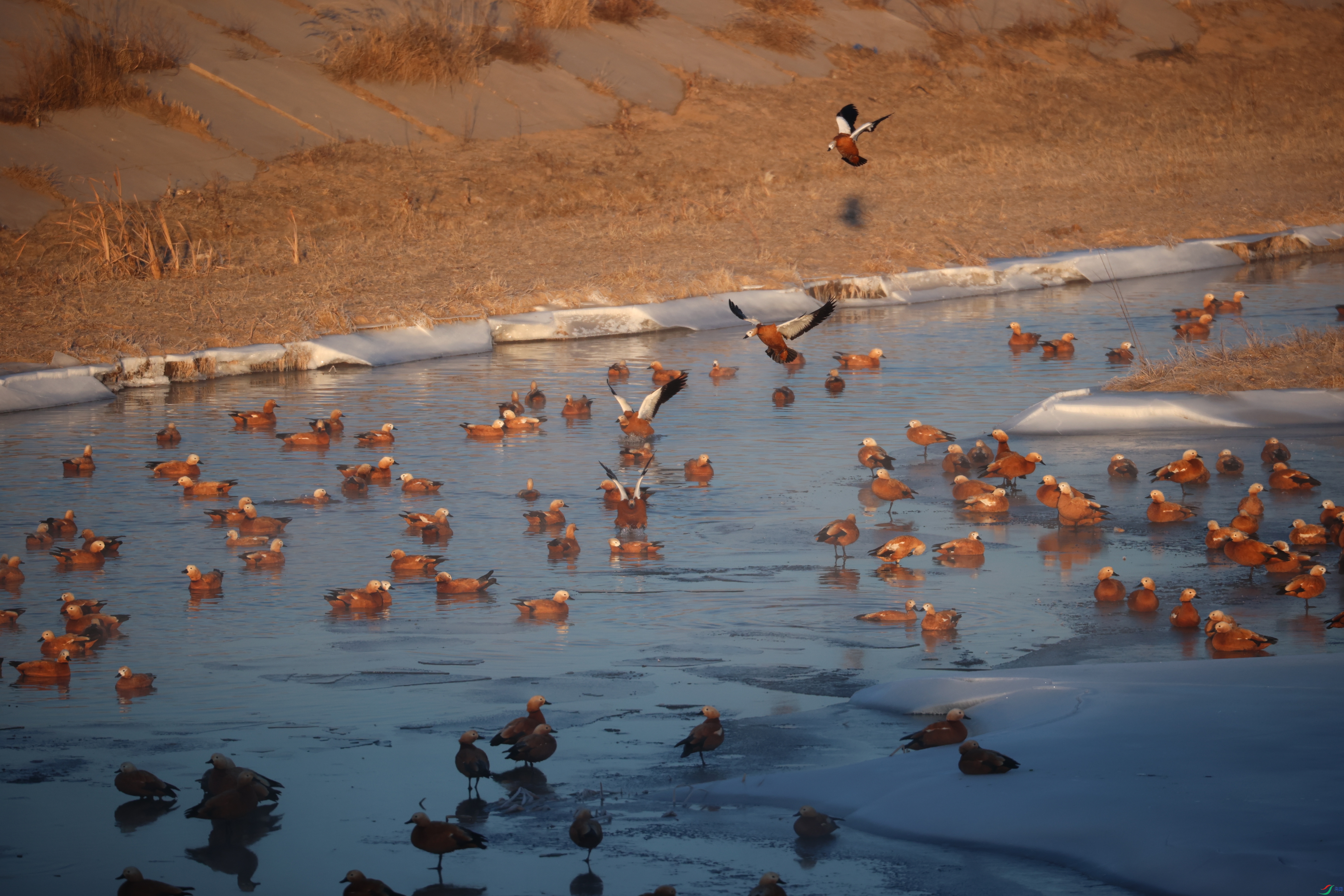 8704��ש����