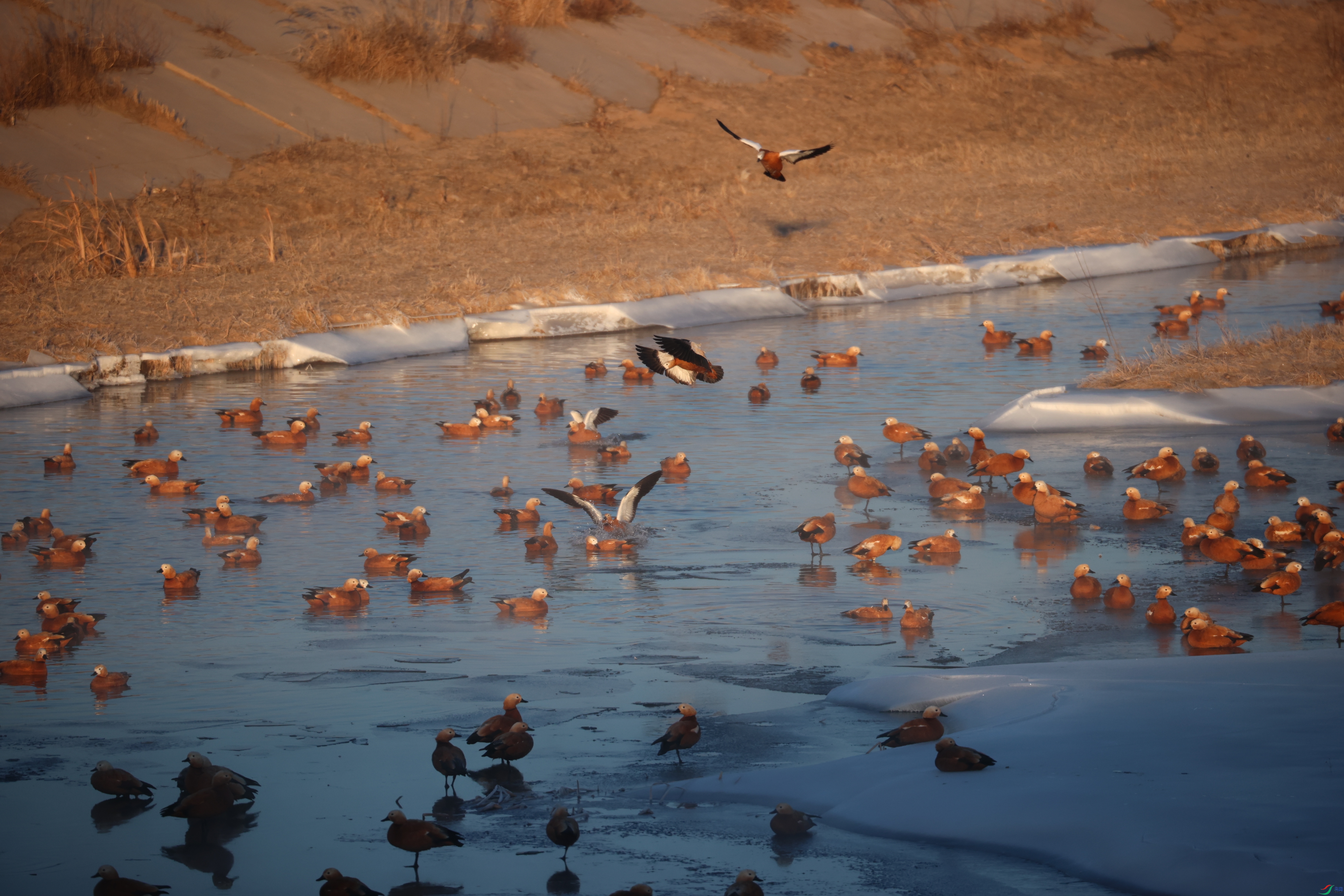 8708��ש����