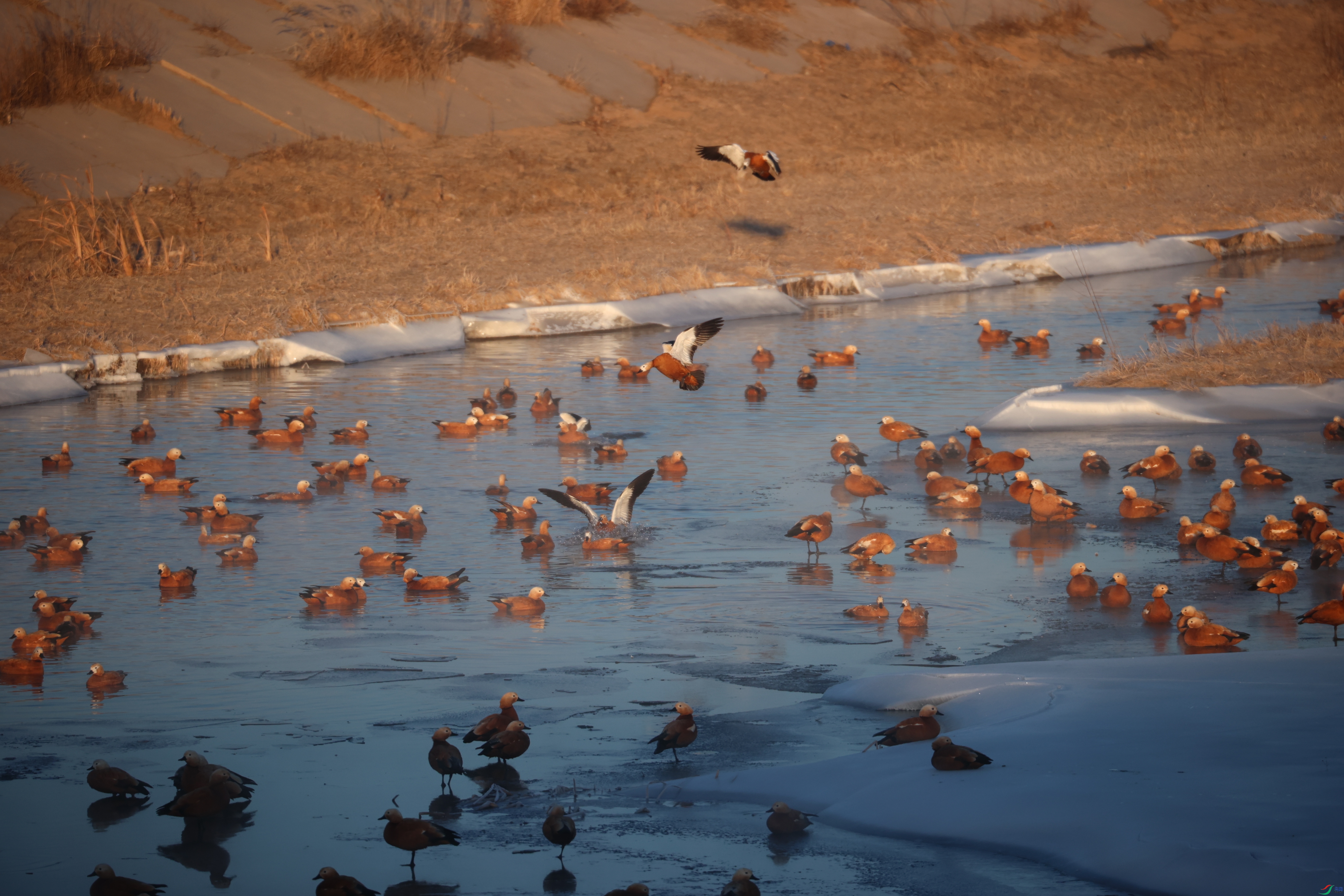 8709��ש����