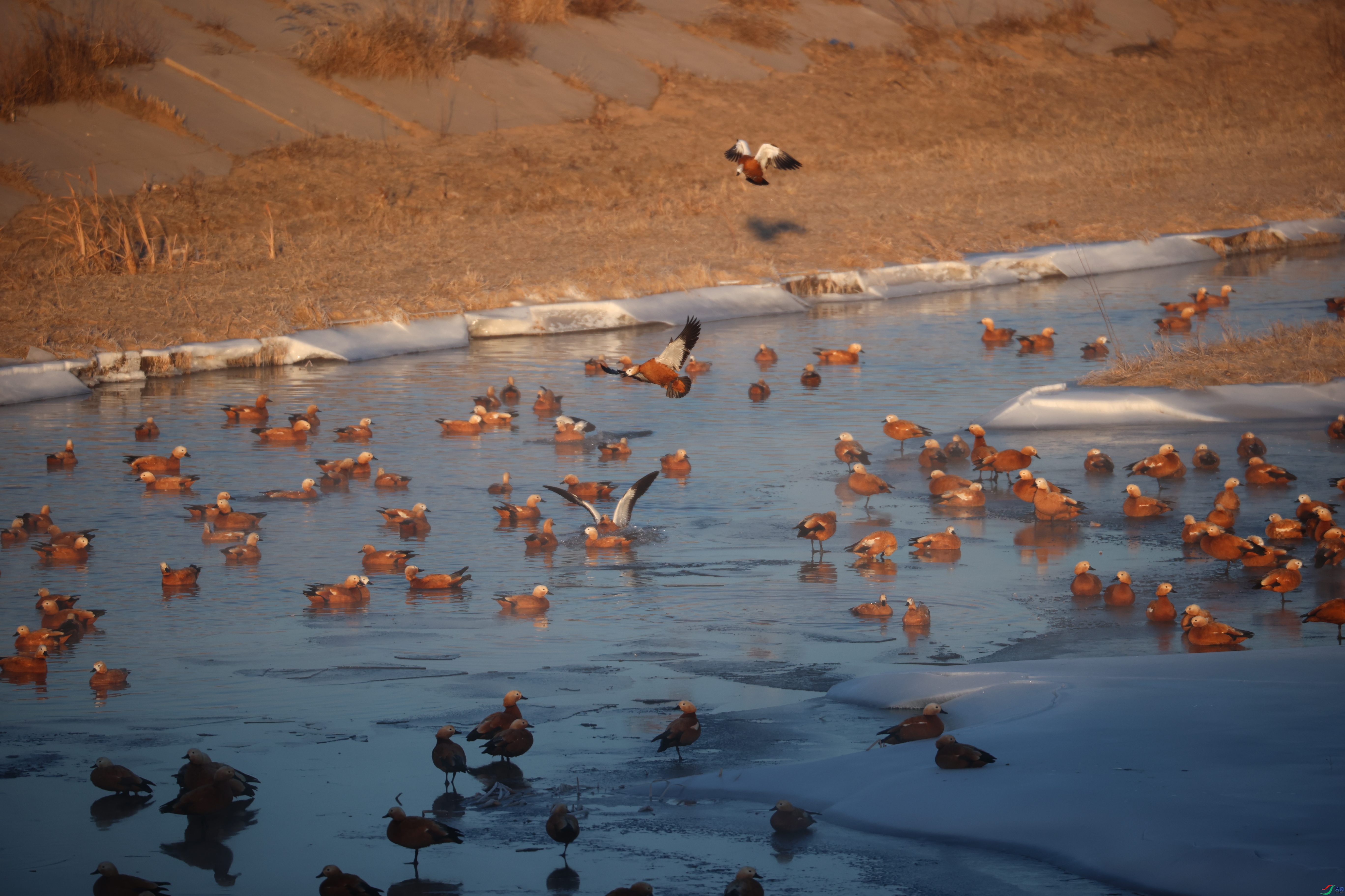 8710��ש����