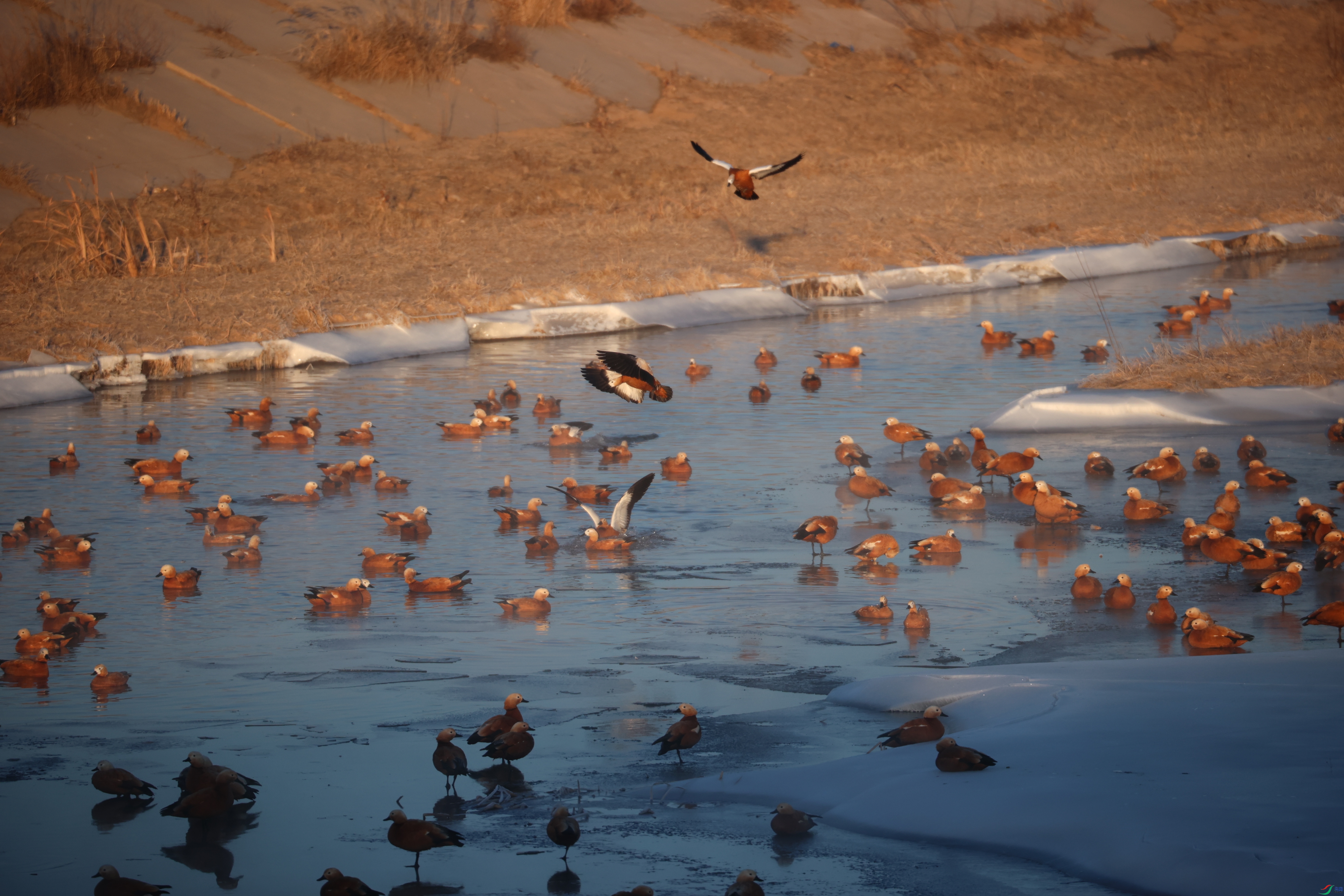 8711��ש����