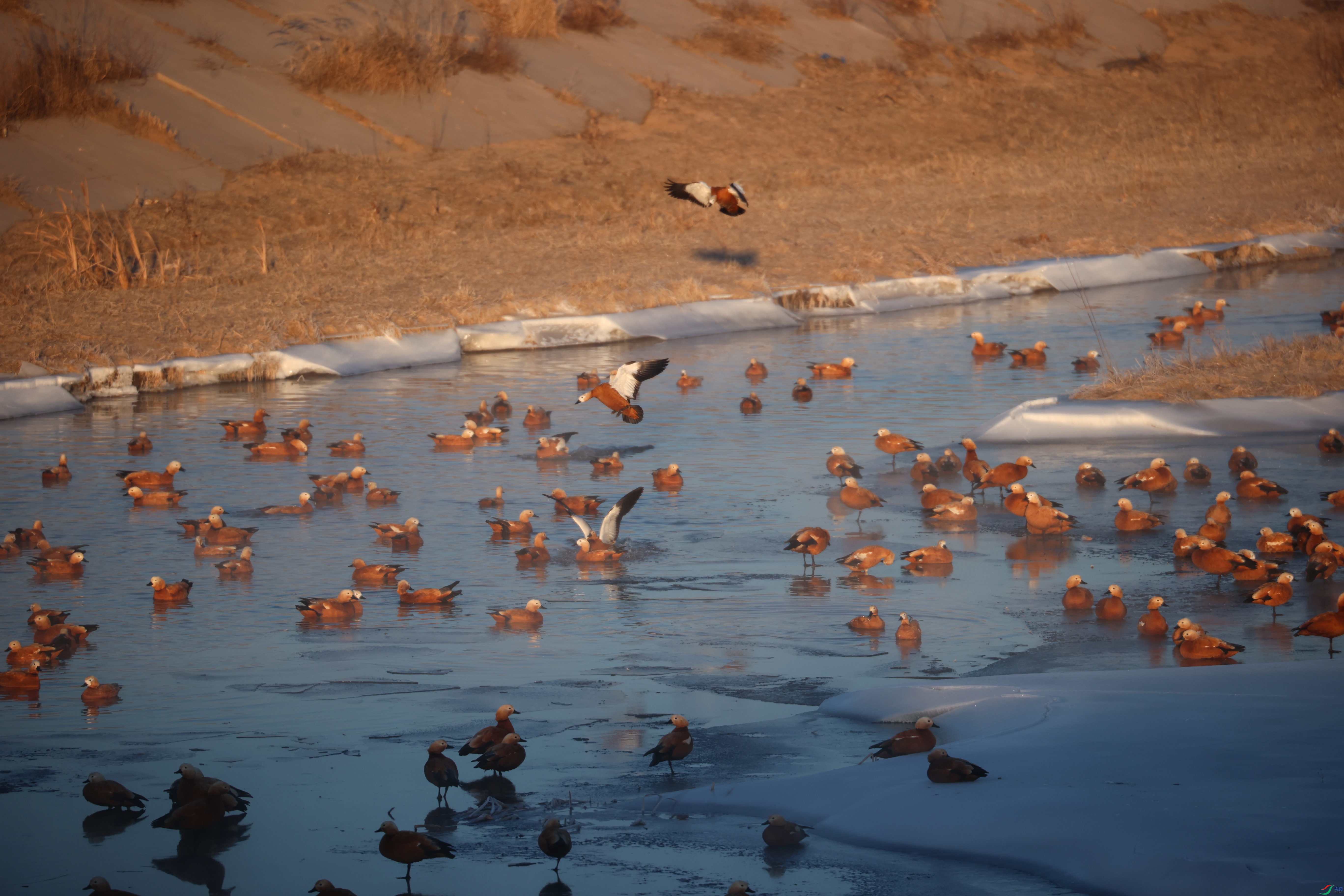 8712��ש����