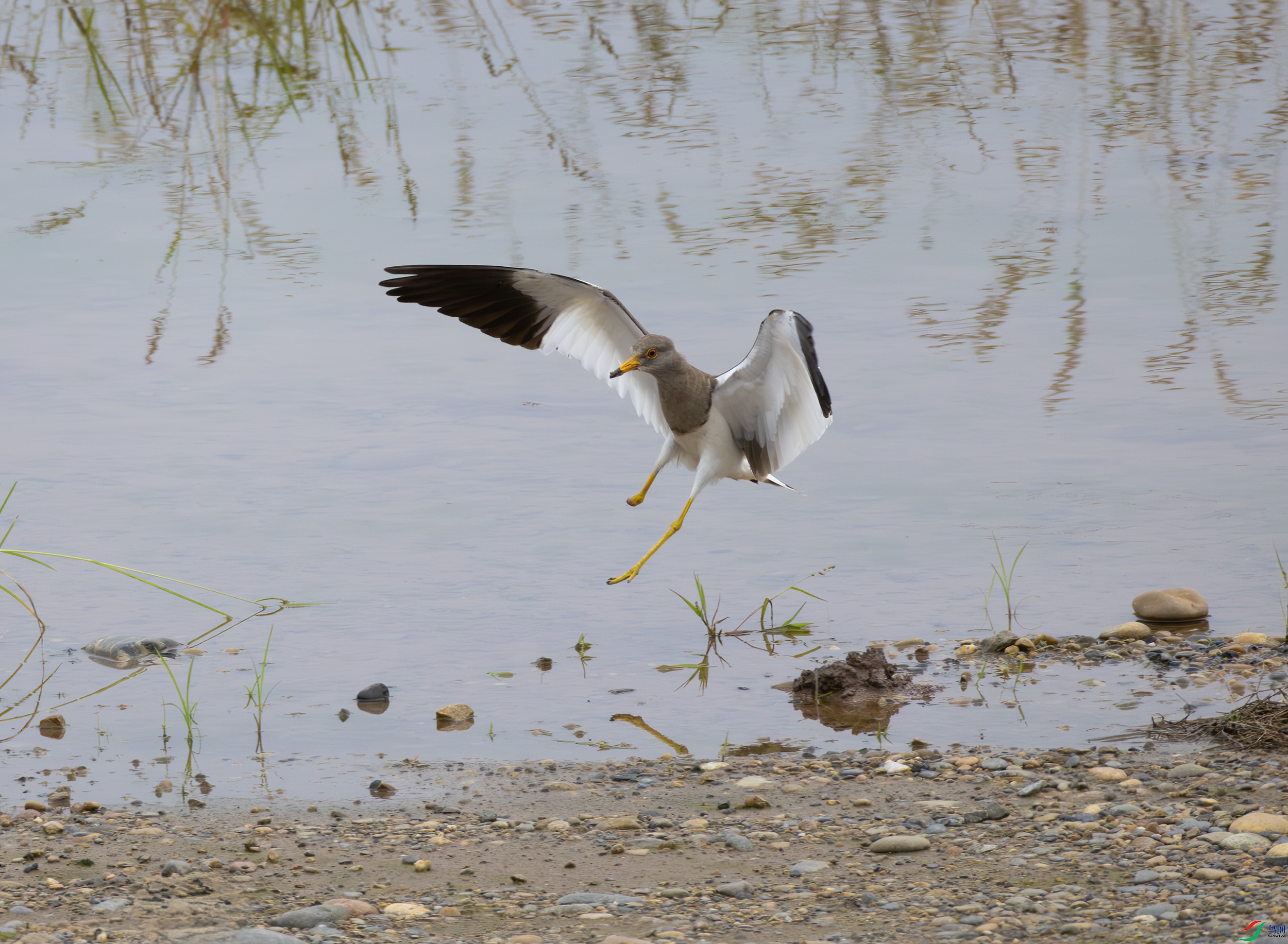 G47A7526-����ǿ-NR ����.jpg