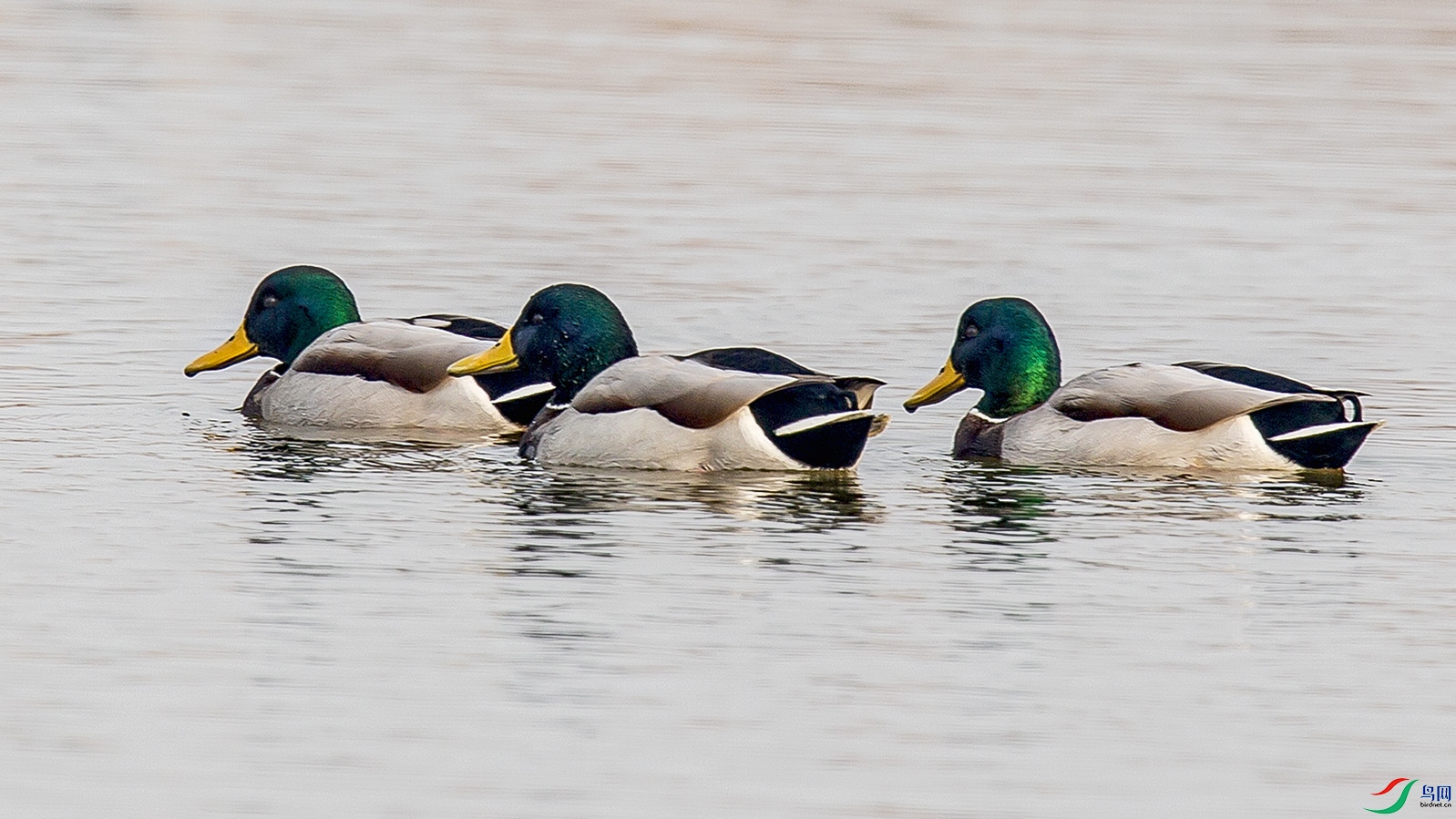 _MG_0938 ����.jpg