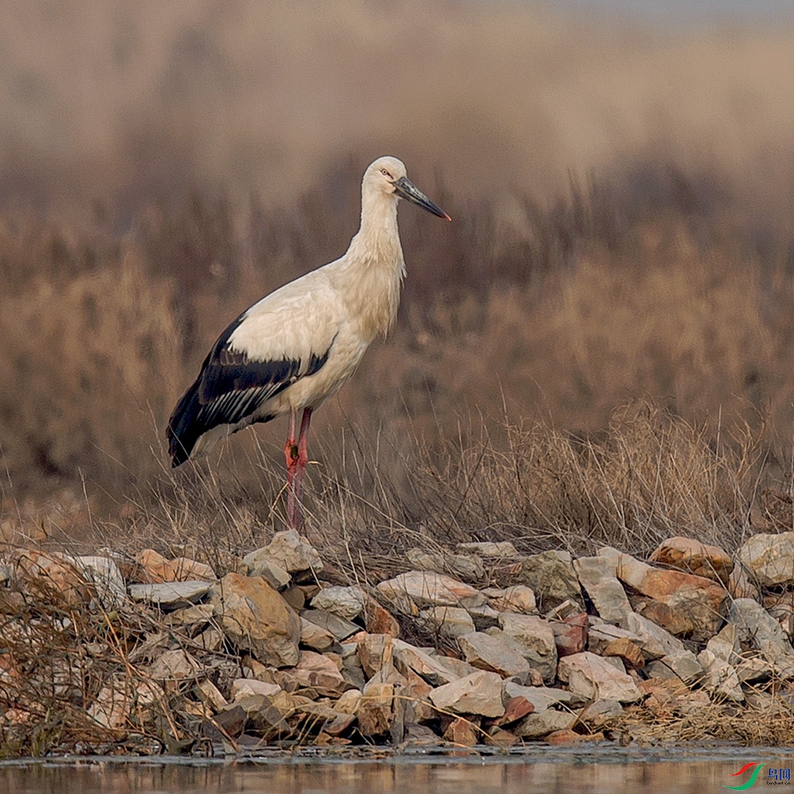 _MG_0865 ����.jpg