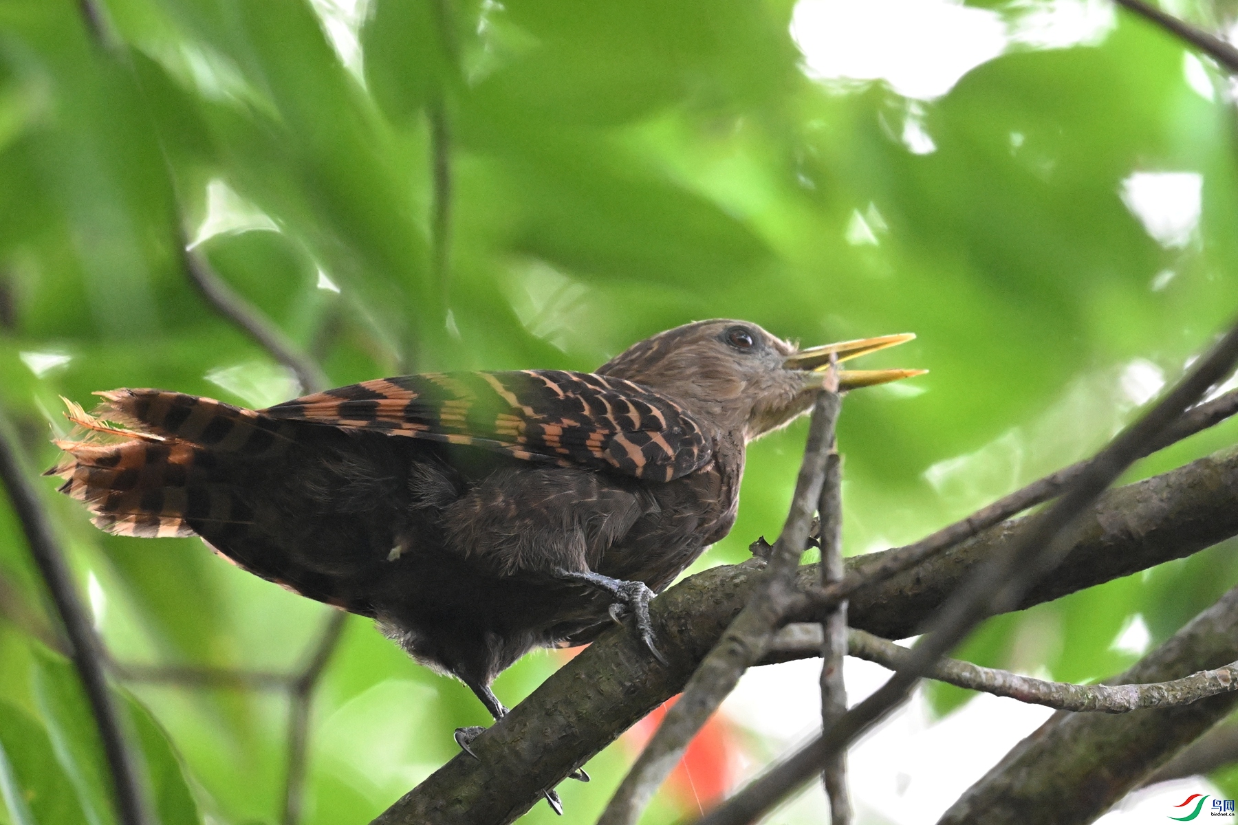 DSC_9306.JPG