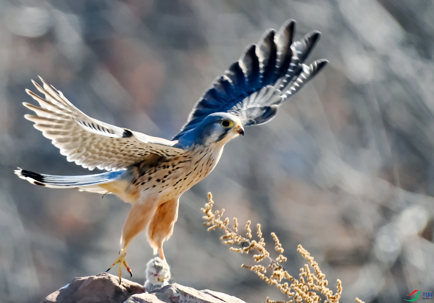 DSC_2542---_conew1.jpg