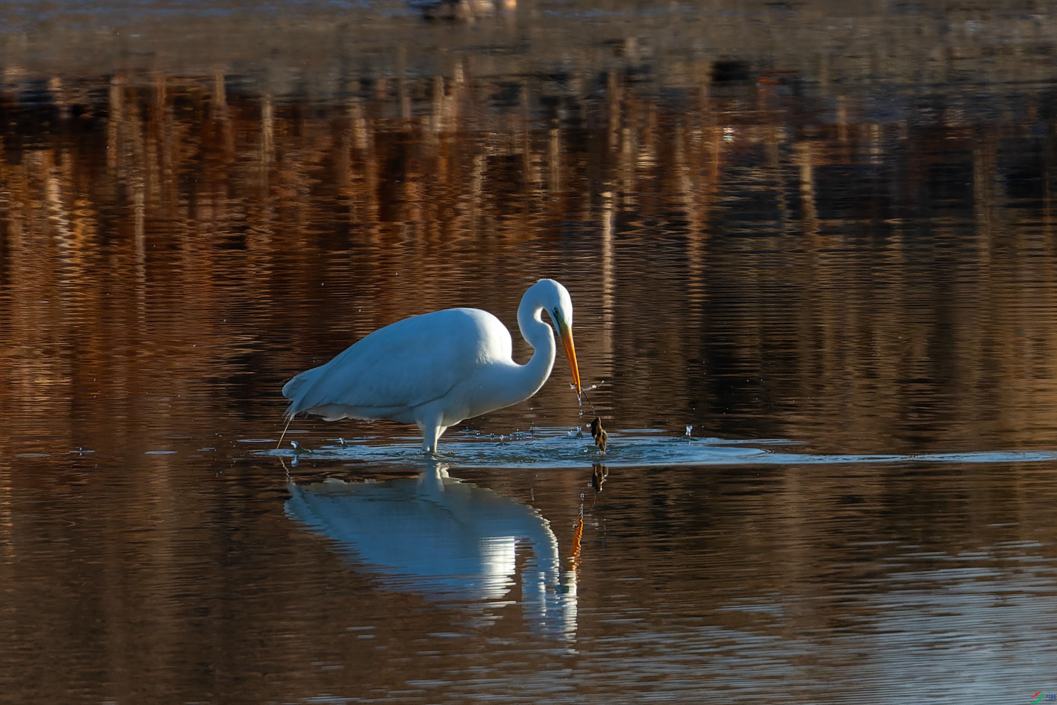 DSC_4815.jpg