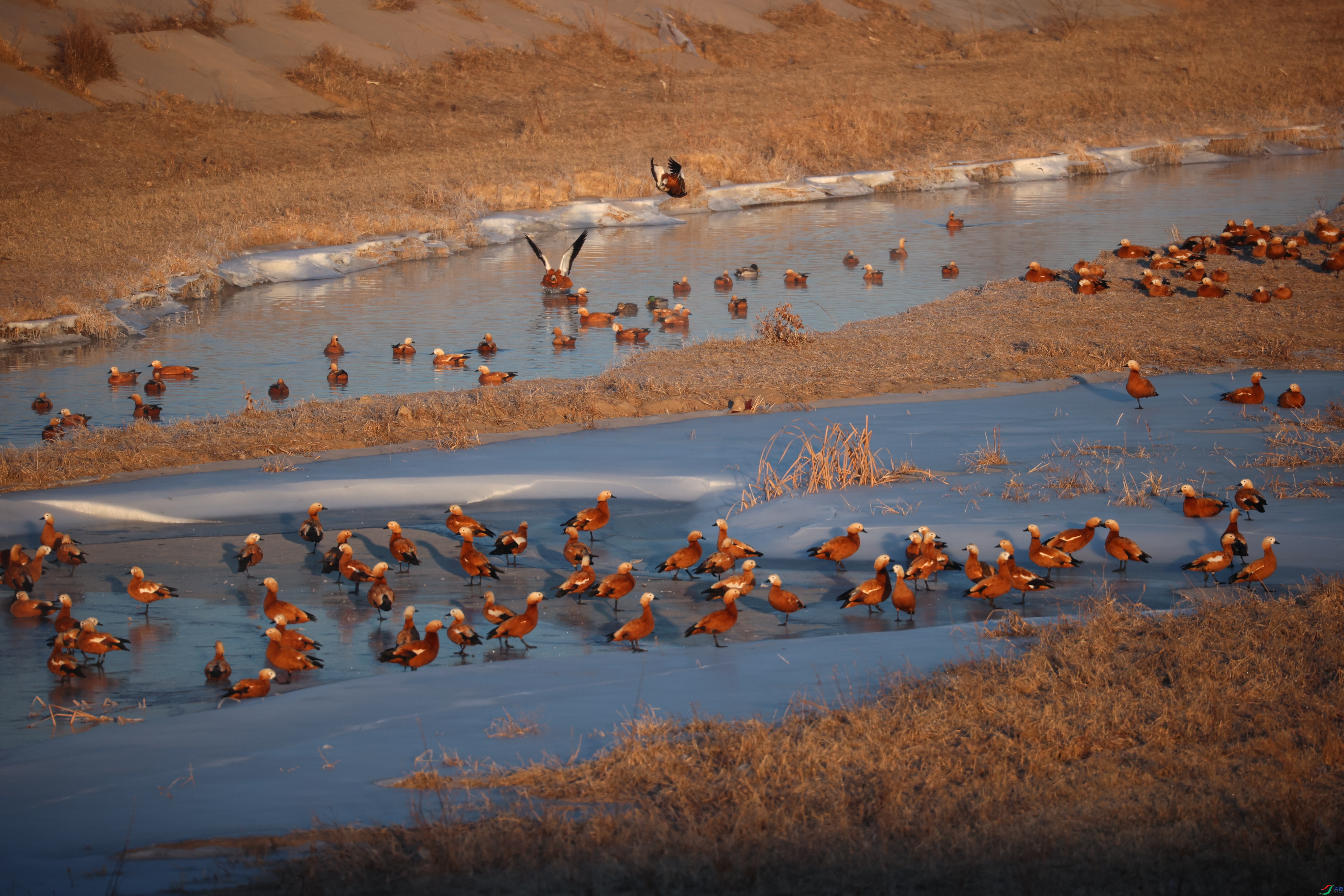 8717��ש����