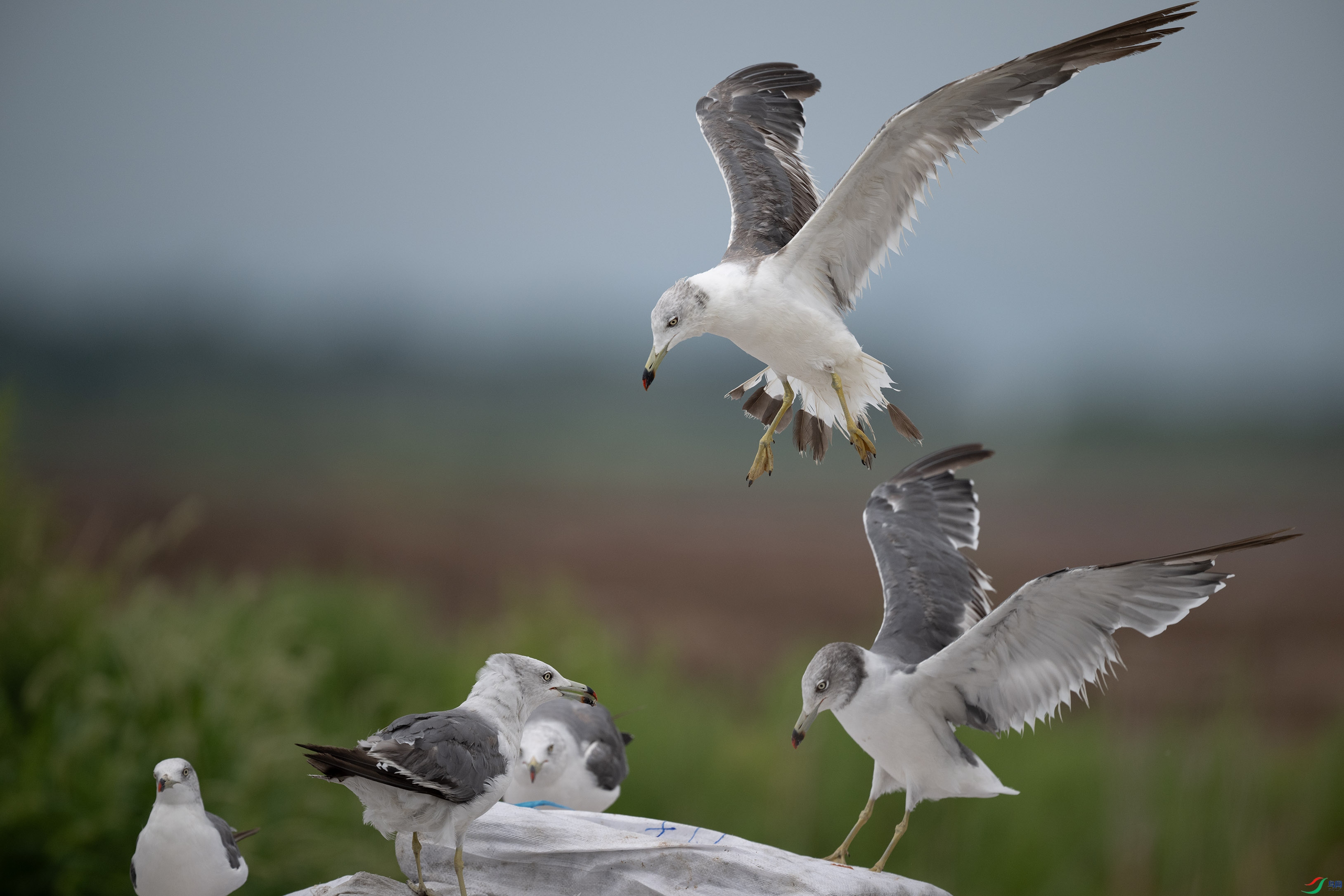 DSC_3281.jpg